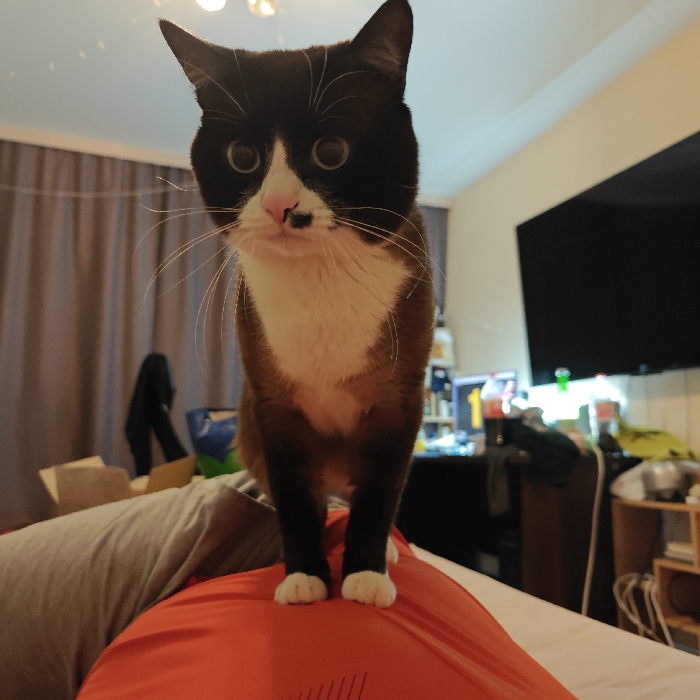 A striking bicolor cat, with predominantly black or very dark brown fur on its head and back, and a white chest and paws, stands upright on the chest of a person. The cat has large, dark, round eyes and a distinctive black spot on its pink nose. Its prominent white whiskers fan out from its face as it gazes directly at the viewer with an alert expression.
The cat is positioned in the foreground, standing on the red-colored clothing covering the person's torso, whose legs are also visible in grey pants, suggesting they are lying down. The scene takes place indoors, likely a bedroom or living area in Noviy, Russia, given the context. The background shows a room lit by artificial light, indicating it is likely evening or night. To the left, grey curtains are drawn. To the right, a large, dark flat-screen television is visible, along with a cluttered desk or shelf underneath. On the desk, there are several objects including what appear to be bottles of Coca-Cola, and a computer monitor displaying a bright "1." Other electronics, cables, and various items are scattered on and around the desk and on a wooden shelf beside it. The overall impression is a cozy, lived-in space.