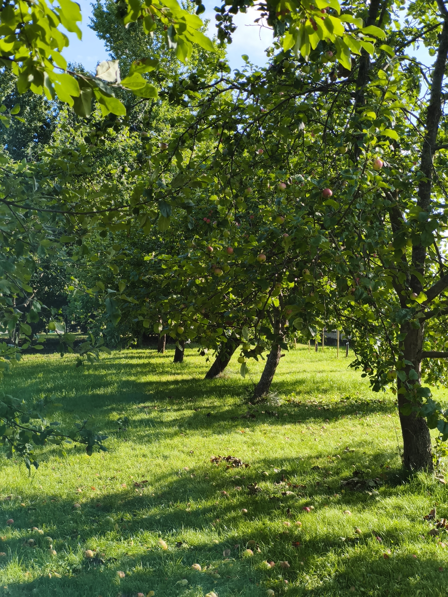 The image depicts an orchard with several apple trees in bloom under a clear blue sky. The grass beneath the trees is green and well-maintained, with fallen apples scattered across its surface. Sunlight filters through the leaves of the trees, casting dappled shadows on the ground. The overall impression is one of a peaceful, rural scene. The location is not identifiable as Tallinn, Estonia.