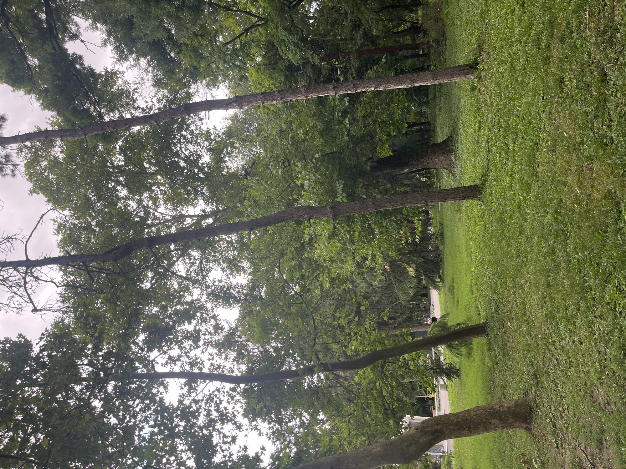 A group of tall trees with green leaves dominate the scene, with a grassy area in the foreground and background. The trees are spaced throughout the park, with some closer to the viewer and others in the distance. The sky is overcast and the light is diffused, creating a soft and peaceful atmosphere. In the background, a road is visible with a few people walking and a vehicle. There are also some bushes and smaller trees scattered throughout the park, adding to the natural beauty of the scene. The overall impression is one of a tranquil and serene park, perfect for a leisurely stroll or a picnic.