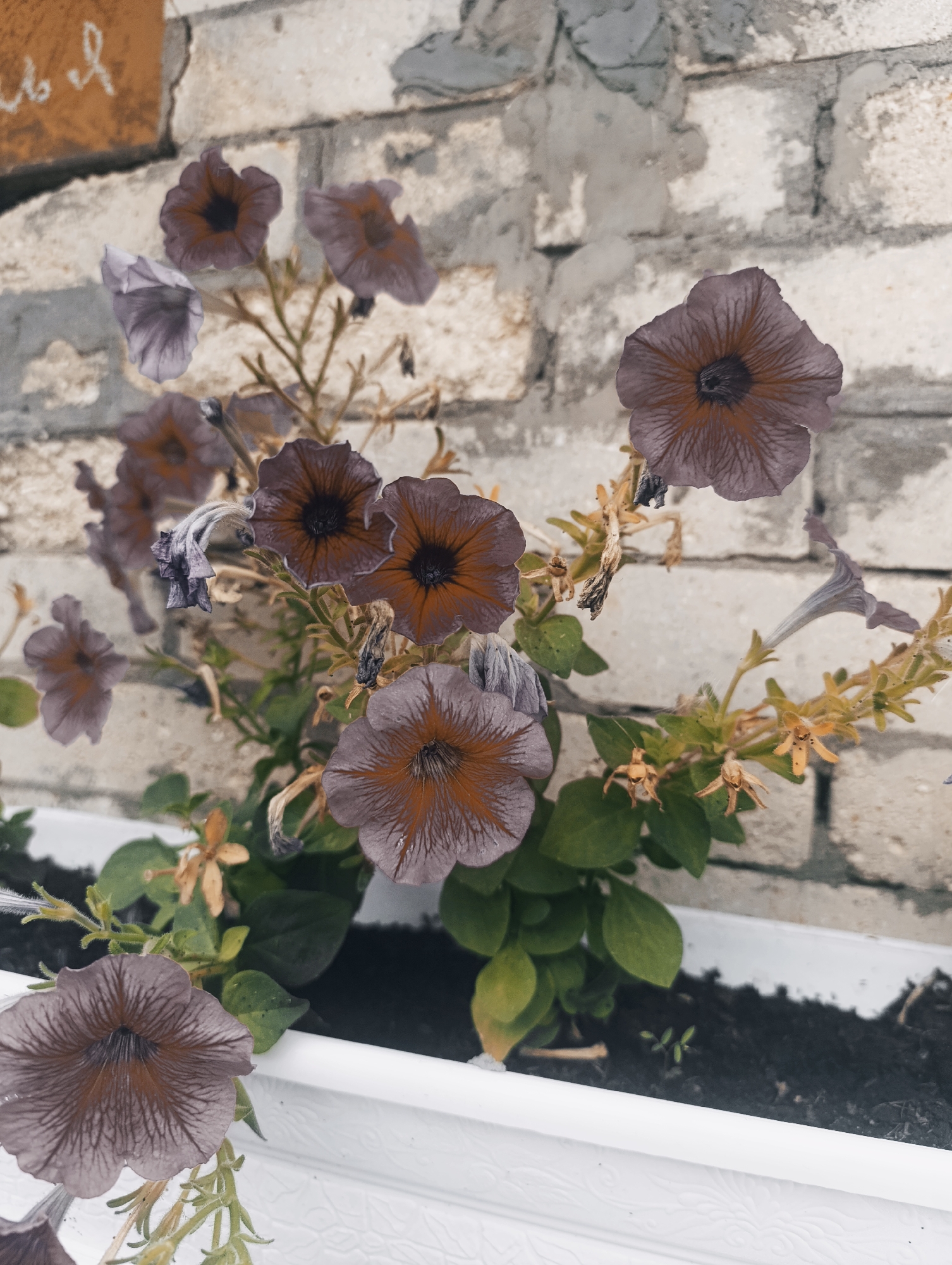 A close-up, eye-level, vertical shot captures a planter box filled with dark soil and a cluster of petunia flowers. The flowers are mostly a muted brownish-purple with darker veins radiating from a dark center. Some of the flowers appear wilted or are in the process of dying, with dried petals and stems visible. Green leaves are interspersed among the flowers. In the background, a weathered brick wall serves as the backdrop, with some areas appearing rough and unfinished. To the left of the frame, a portion of a lighter-colored object with faint markings is visible against the brick. The planter box is white and textured with a decorative pattern along its rim. The scene is likely outdoors, given the natural lighting and the presence of plants and brickwork. The image is set in the city of Zaliznyi, Russia.