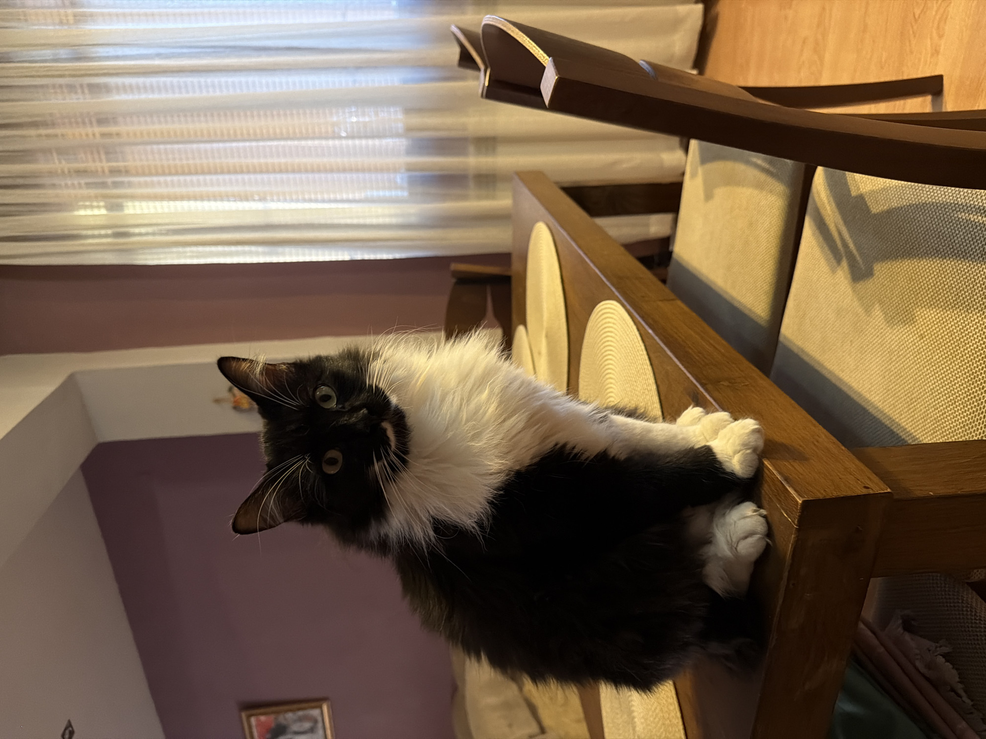 The image depicts an indoor scene, likely a dining room. A black and white cat with long fur is seated on the edge of a wooden dining table. The cat is facing the camera with its front paws tucked under its body. The table has placemats on it, and wooden chairs are visible in the foreground and background. To the right, sheer white curtains cover a window, allowing diffused light to enter the room. The wall behind the cat is painted a light purple color, and a framed picture is visible on it to the left. The floor appears to be wooden. The lighting suggests it is daytime or evening with artificial lighting. There are no people present in the image. There is no information in the image that indicates the location in the city of Blagoevgrad, Bulgaria.