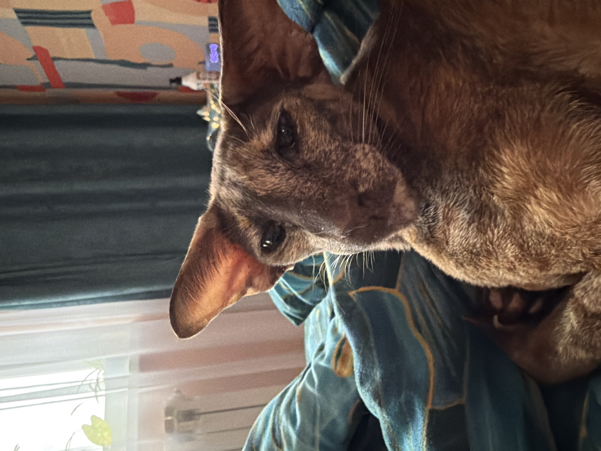 A close-up, slightly angled, indoor photograph shows a brown Oriental shorthair cat lying on a blue and gold patterned blanket. The cat's head is prominent, with its characteristic large ears and narrow face clearly visible. The cat's eyes are open. The background includes a window with blinds and a wall with patterned wallpaper. The location is Chaikovsky, Russia.