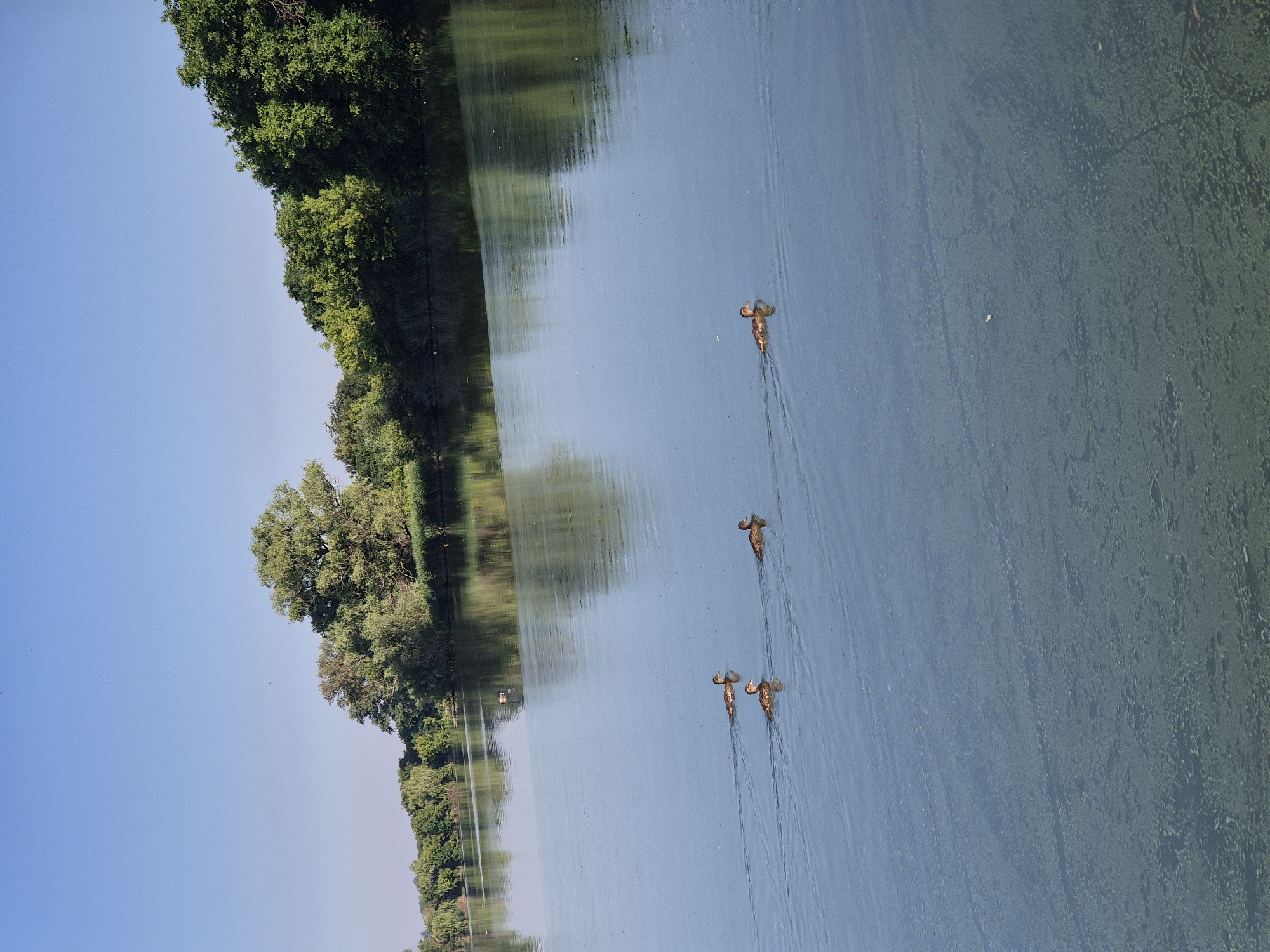 This media file depicts a tranquil scene of a body of water lined with lush green trees, likely in Sozonivka, Ukraine. The image is oriented vertically, with the trees and sky on the left and the water on the right. The water appears calm, reflecting the trees and the clear blue sky. Several ducks are swimming in formation, creating ripples on the water's surface.
The activity taking place is a group of ducks swimming peacefully on the water. The time of day appears to be morning or late afternoon, given the soft lighting and clear sky. The weather seems to be pleasant and sunny. The presence of dense foliage suggests a natural, possibly rural or park-like, setting. The overall mood conveyed is one of serenity and natural beauty. There is no visible text in the image.