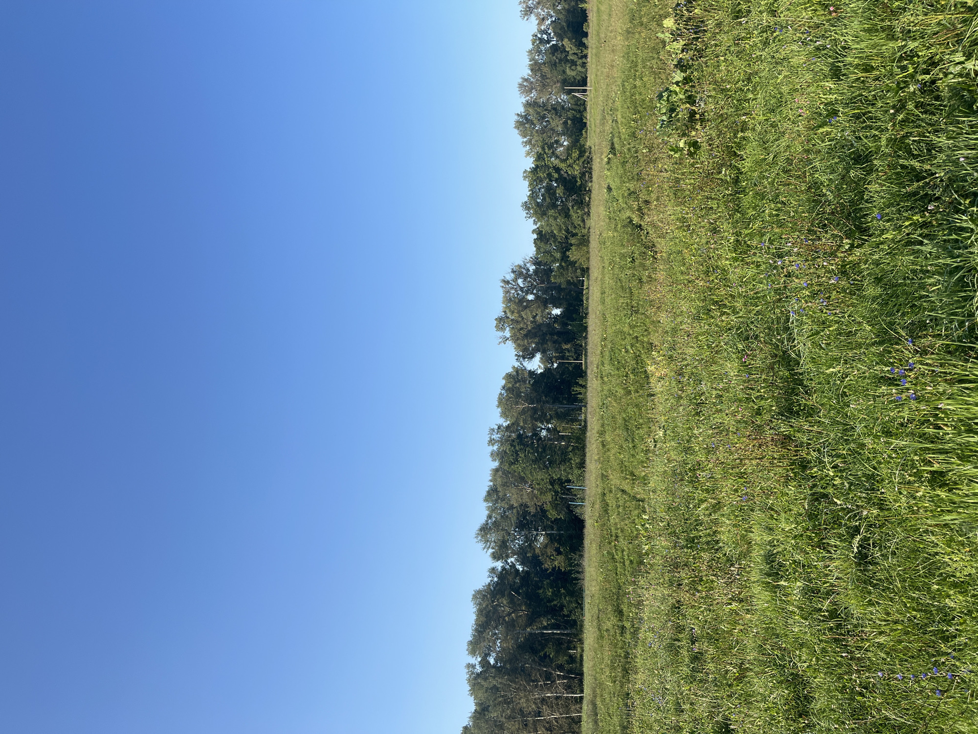The image depicts a rural landscape under a clear blue sky. In the foreground, a dense meadow of green grass and wildflowers stretches into the distance. The meadow is uneven, with some areas appearing taller and more overgrown than others. Patches of blue and pink flowers are scattered throughout the grass, along with some dry, brown vegetation.
In the middle ground, a line of deciduous trees forms a natural border, separating the meadow from the sky. The trees vary in height and density, with some appearing to be birches due to their lighter bark, while others are darker and fuller. The foliage is predominantly green, suggesting a summer or early autumn season. A few slender, vertical structures, possibly poles or thin trees, are visible interspersed within the tree line.
The background is dominated by a vast expanse of clear blue sky, with no clouds visible. The overall impression is one of a tranquil, natural setting, likely in the outskirts of a city or in a park area. Considering the context provided, this scene could be located in Blagoveshchensk, Russia, a city known for its green spaces and proximity to natural landscapes. The image captures a serene moment in nature, free of any human presence or activity.