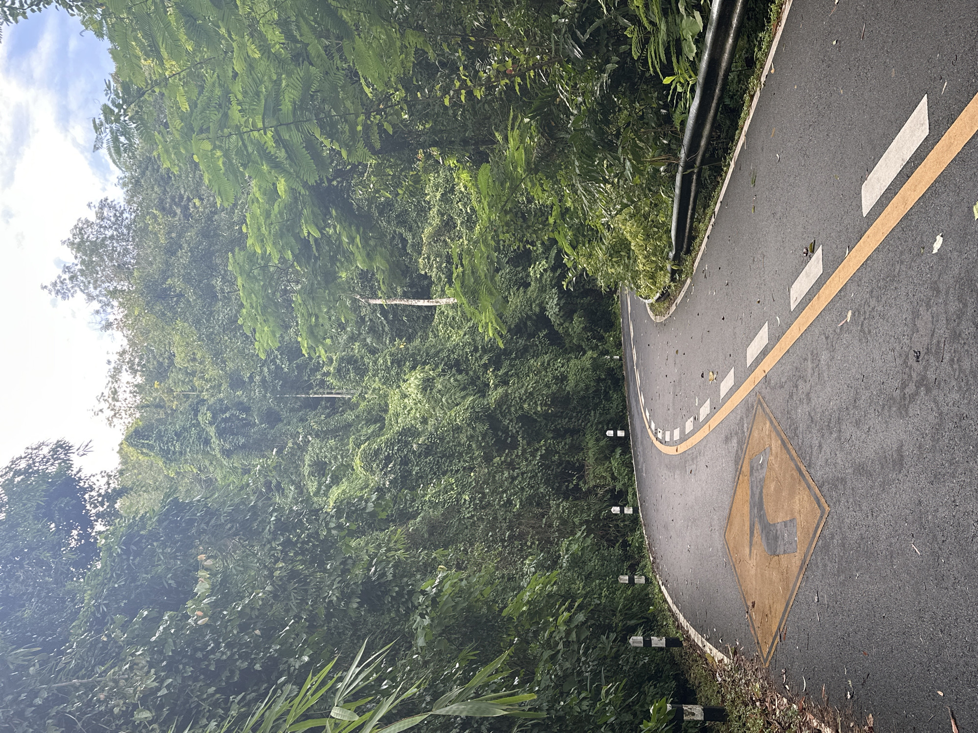 The image shows a winding asphalt road bordered by lush green trees and dense foliage. The road has a yellow center line and white dashed lines indicating lanes. A yellow diamond-shaped sign with a black arrow pointing left is painted on the road surface. Several black and white striped bollards are placed along the left side of the road. A metal guardrail runs along the right side of the road. The sky is visible above the trees, with some clouds. The scene appears to be in a mountainous or hilly area, with heavy vegetation typical of a tropical climate. The specific location is on a road within Kathu, Thailand, likely a scenic route or a road passing through a national park given the dense forestation. There are no people or vehicles visible in the image. The lighting suggests it is daytime, possibly overcast or with diffused sunlight.
