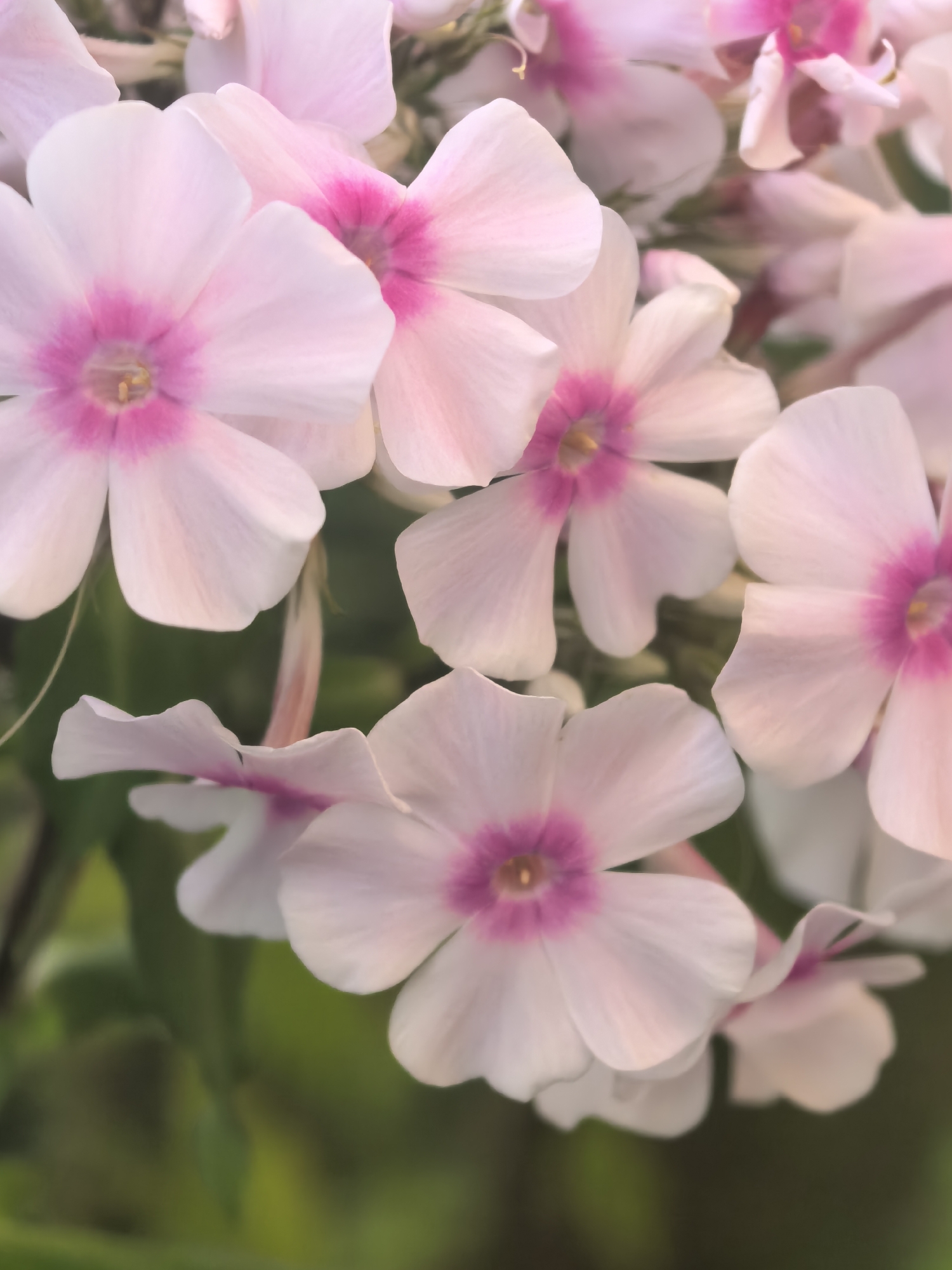 A close-up, vertical shot displays a cluster of light pink phlox flowers with bright pink centers. The petals are delicate and slightly curved, with a soft focus that blurs the background of green foliage. The flowers are arranged in a dense grouping, with some petals overlapping and others extending outwards. The lighting is soft and diffused, creating a gentle and ethereal mood. The location is unknown, within an unspecified city. There are no people or actions depicted.