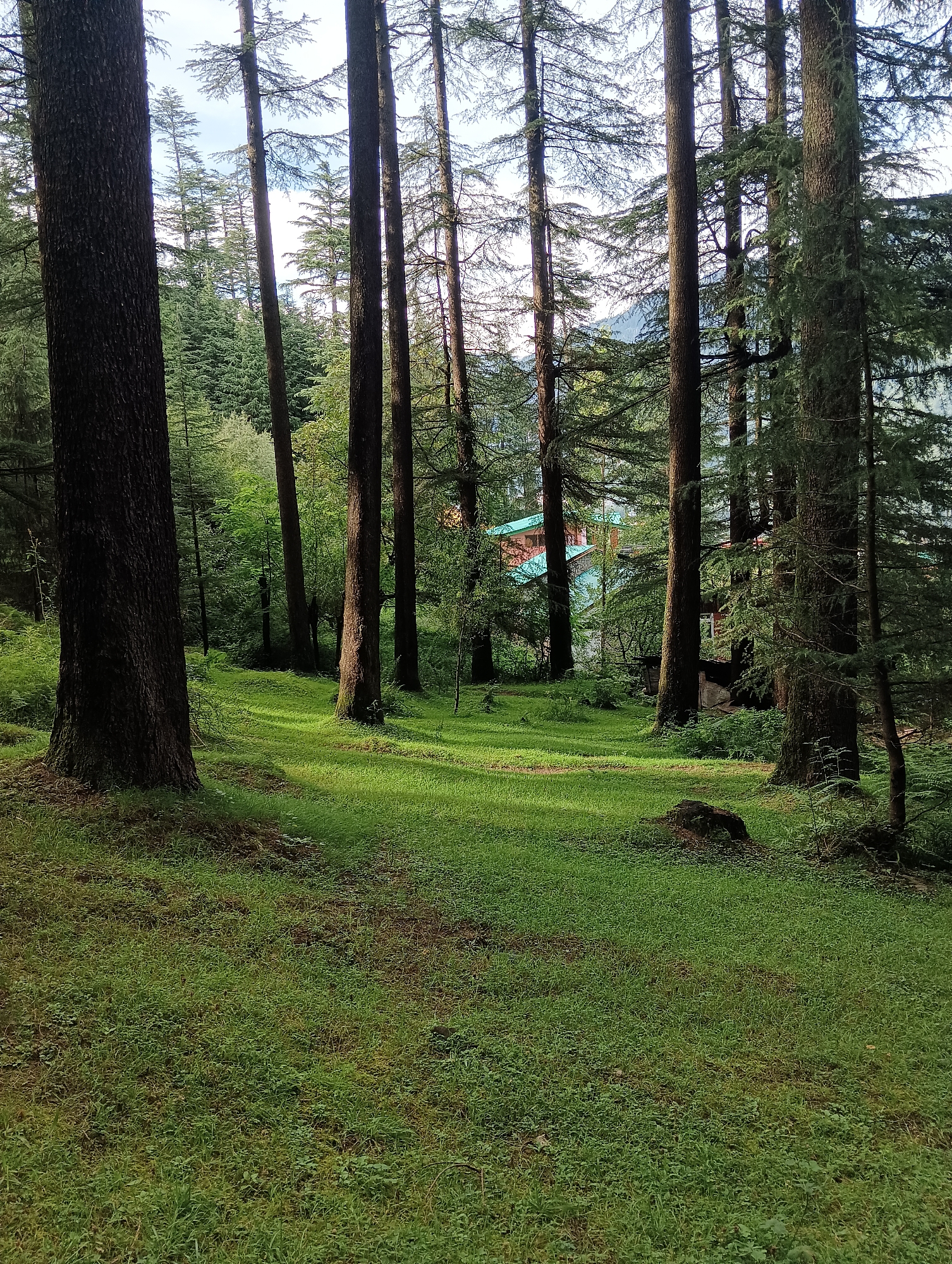 This is a photograph of a forest clearing with tall pine trees in Manali, India. The sun is casting dappled shadows on the lush green grass, creating a serene and inviting atmosphere. In the background, a glimpse of a house with a teal roof can be seen through the trees, suggesting a dwelling nestled within the natural landscape. The scene is tranquil and undisturbed, with no people or animals present. The air appears crisp and the environment is characterized by the dense growth of pine trees and verdant ground cover.
