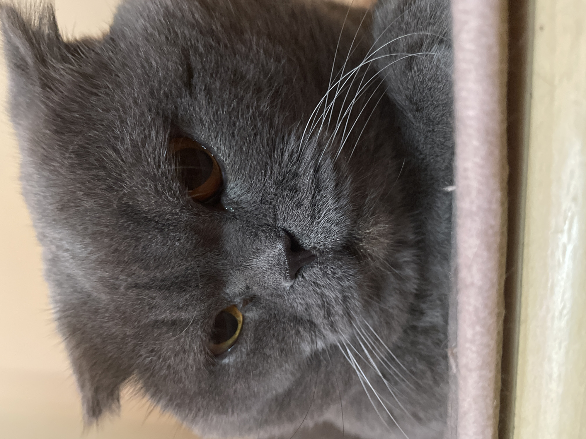 A close-up shot captures a gray Scottish Fold cat with amber eyes. The cat's ears are folded down, typical of the breed. Its fur appears soft and dense. The cat is resting on a pink textured surface, possibly a cushion or blanket, which is placed on a light-colored wooden surface. The background is a solid, warm-toned color, suggesting an indoor environment. The lighting is soft, highlighting the cat's features and fur texture. The image is focused on the cat's face, with its whiskers prominently visible.