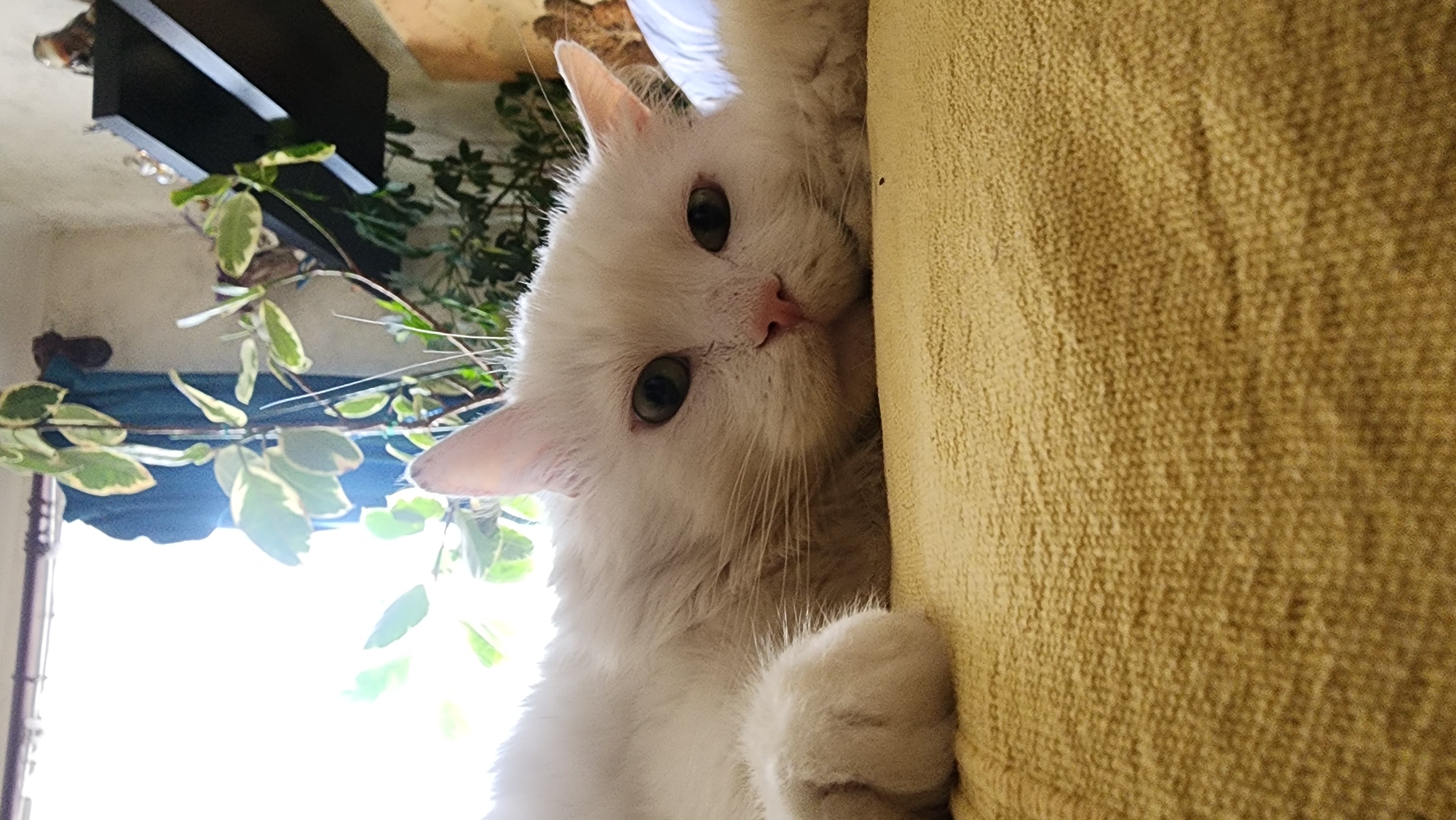 A white cat is lying on a yellow textured surface, likely a sofa or blanket, with its head resting on the surface. The cat has green eyes and pink nose. In the background, there are houseplants, a dark shelf with some objects, and a window with bright light shining through. The scene appears to be indoors, in a domestic setting. No specific location in Moscow, Russia can be identified from the image.
