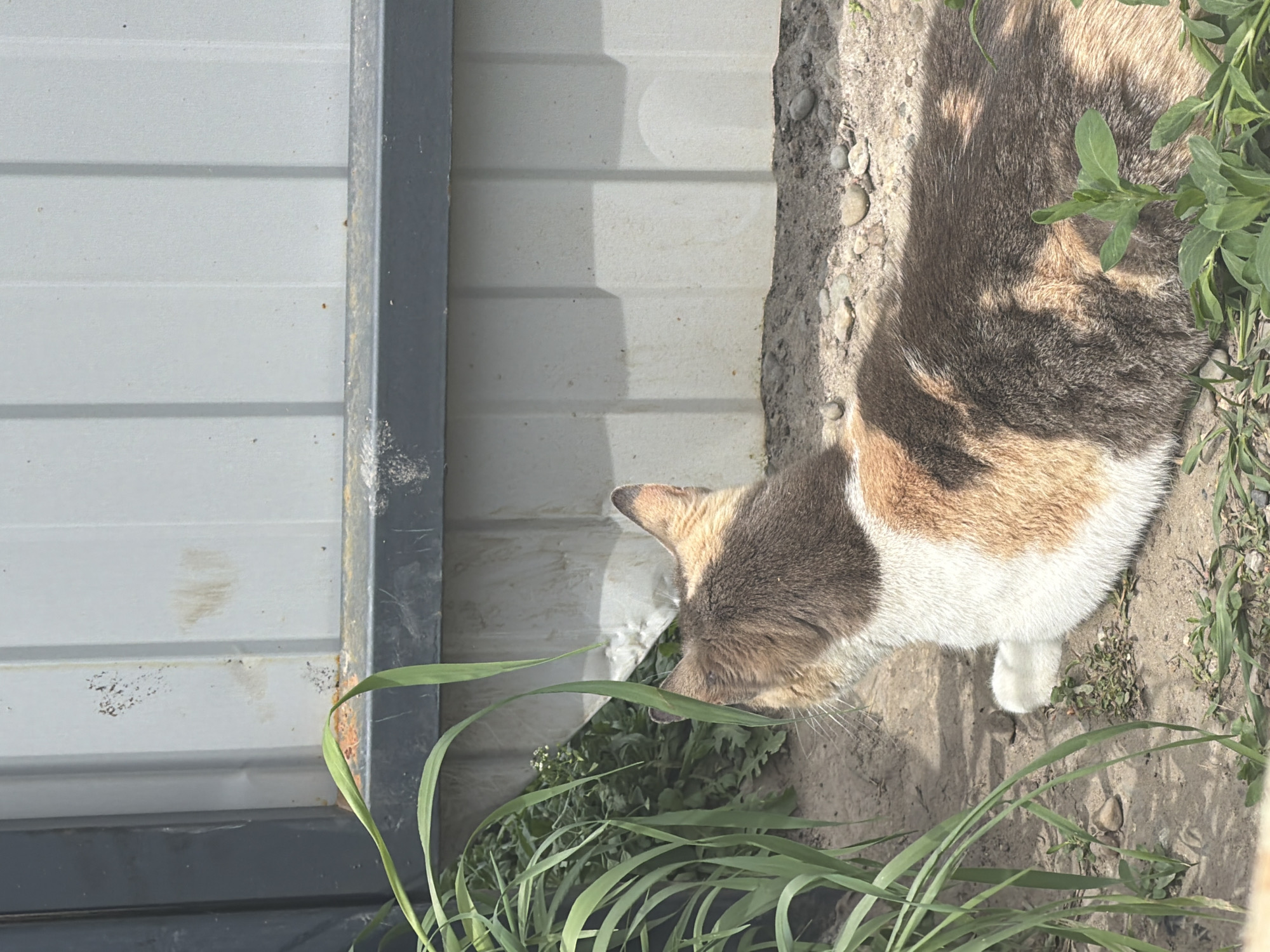 A calico cat is lying in the dirt next to a corrugated metal wall. The location is Leningradskaya, Russia. Green plants are growing near the cat and the wall. The cat is primarily gray and white, with some tan markings. The ground is dry and sandy. The metal wall is light gray with a darker gray trim. The image appears to be taken in daylight.