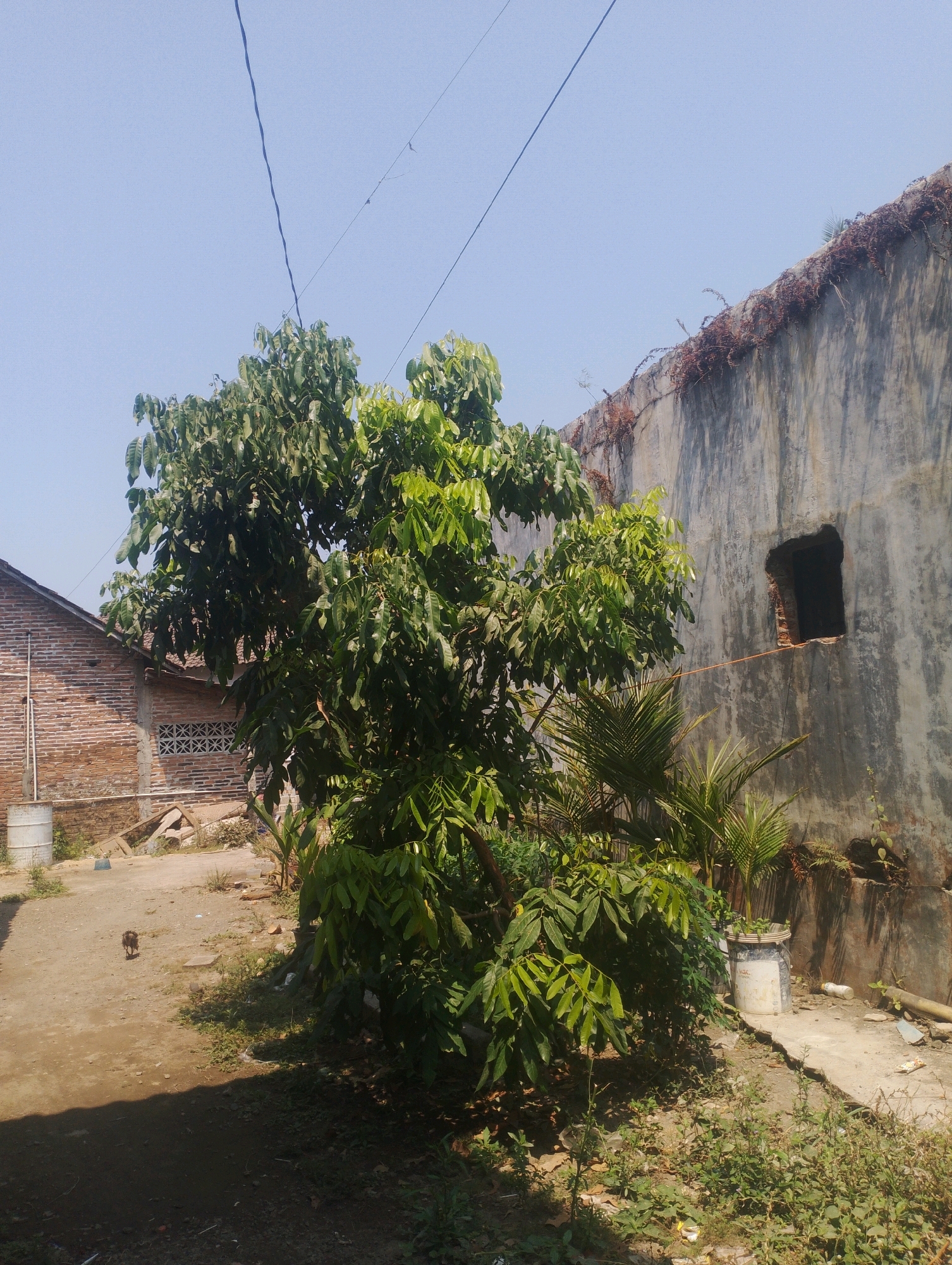 This outdoor photograph, taken in the city of Tirto, Indonesia, depicts a scene of an alleyway adjacent to a weathered, grey concrete wall and a brick building. A large tree with dense green foliage dominates the foreground, casting a shadow on the dirt ground. To the left, a section of a red brick building with a tiled roof is visible, featuring a distinctive window with a patterned grate. Several white cylindrical barrels are placed near the building. The concrete wall on the right has a small, irregular, dark opening resembling a window or alcove, and appears to be overgrown with dried vines along its top edge. In the middle ground, a small, dark-colored animal, possibly a dog or cat, is walking on the dirt path. Several smaller plants and overgrown weeds are scattered throughout the scene, particularly in the foreground and along the edge of the concrete path. The sky above is clear and bright blue, with power lines visible crisscrossing it. The overall impression is one of a utilitarian, somewhat neglected urban environment bathed in bright sunlight.