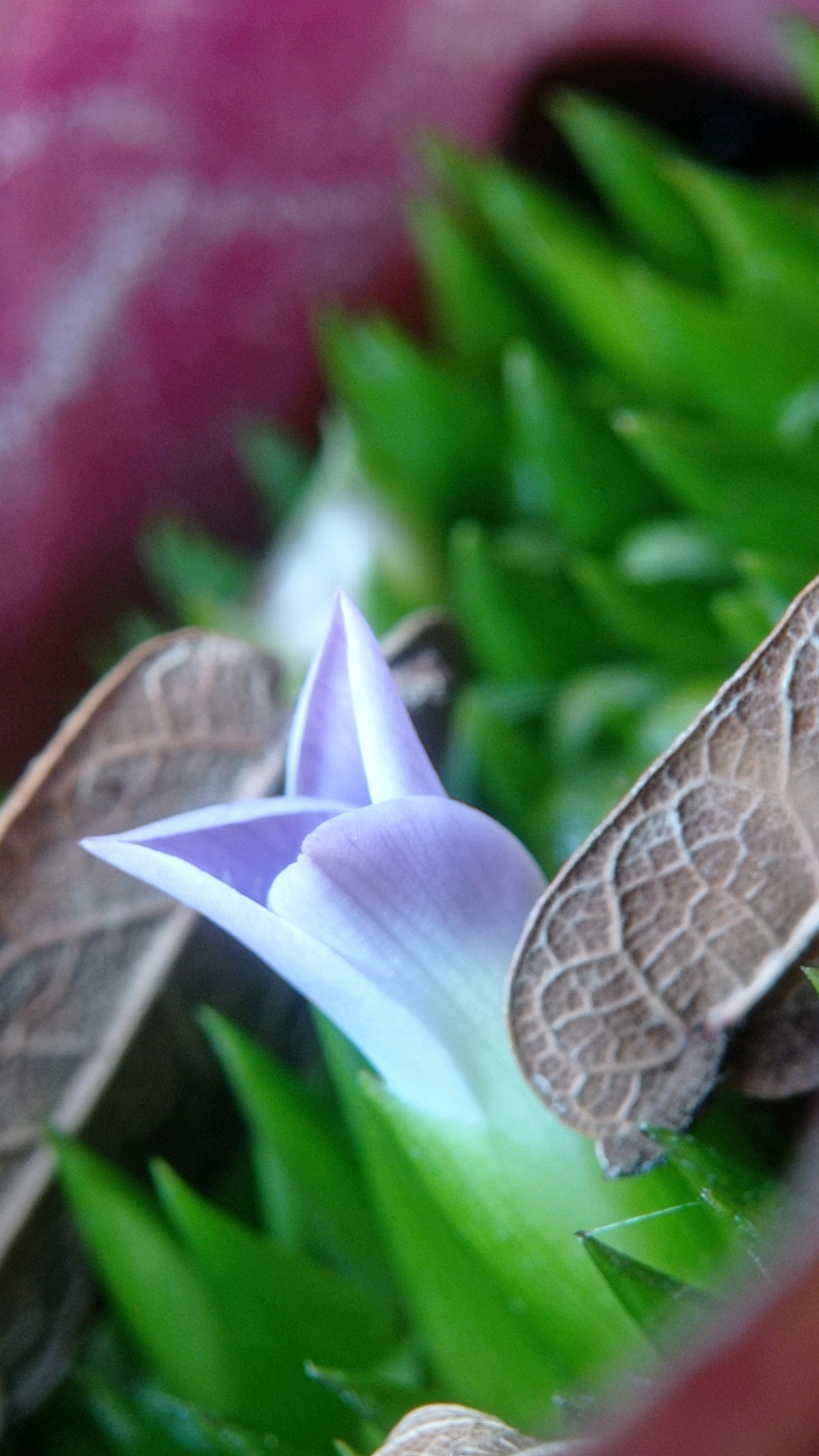 The image is a close-up, macro photograph of a small, delicate purple flower emerging from a cluster of green succulent leaves. Two dried, brown leaves with intricate vein patterns partially obscure the flower and leaves. The background is a blurred wash of pinkish-purple and green, suggesting a larger plant or floral arrangement. The lighting is soft, highlighting the textures of the flower petals and dried leaves. The scene appears to be a still life arrangement of botanical elements, possibly within a garden or indoor setting. The location is not discernible from the image itself.