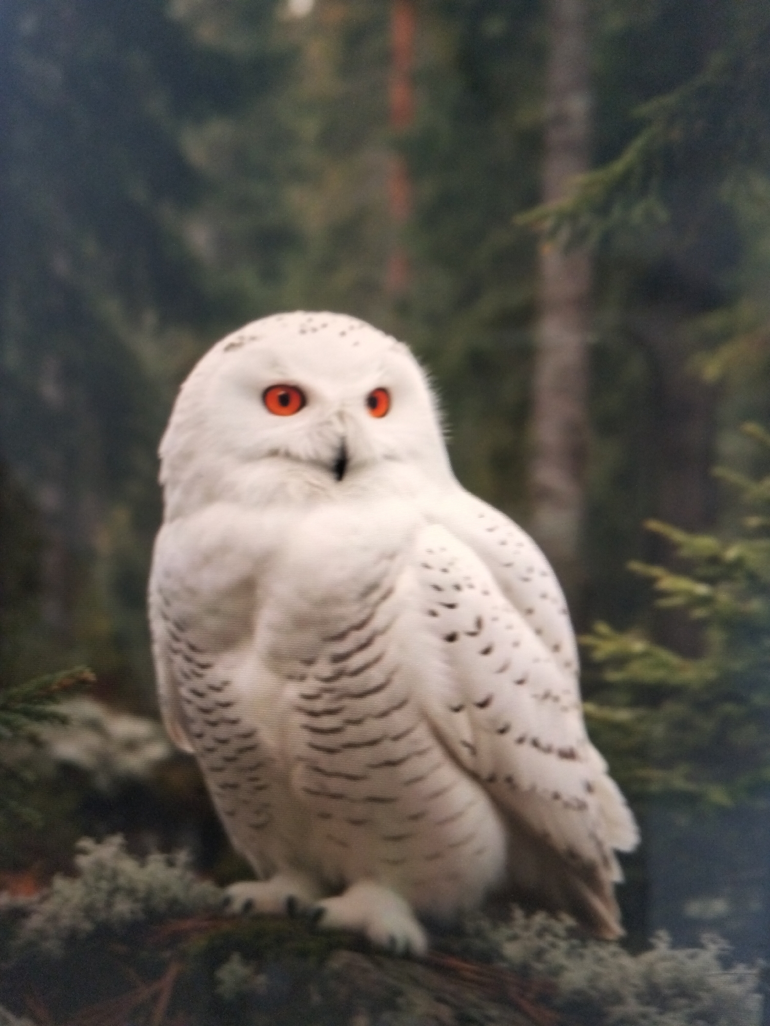 A close-up, eye-level, full shot captures a snowy owl perched on a branch in a forest. The owl, predominantly white with faint black barring on its wings and back, has striking, bright orange eyes. Its feathers are fluffy, and its talons are visible, gripping the mossy branch. The background is a blurred depiction of a dense forest with tall, dark trees. No people or other animals are present in the image. The scene is devoid of any elements that would suggest a location in a city, let alone Payagaboh, Indonesia.