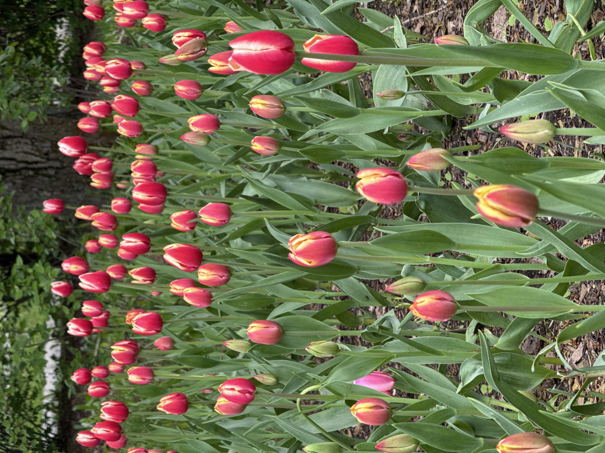 A dense grouping of closed or semi-closed tulips dominates the scene, displaying red petals with yellow or white edges. The tulips are situated among long, green leaves and stems, suggesting they are planted in a garden or flowerbed. The background reveals a patch of trees and possibly some shrubs or greenery. Based on the provided information, the location is likely a garden or park in Moscow, Russia, given the context. The scene conveys a sense of springtime, with the tulips in the early stages of blooming.