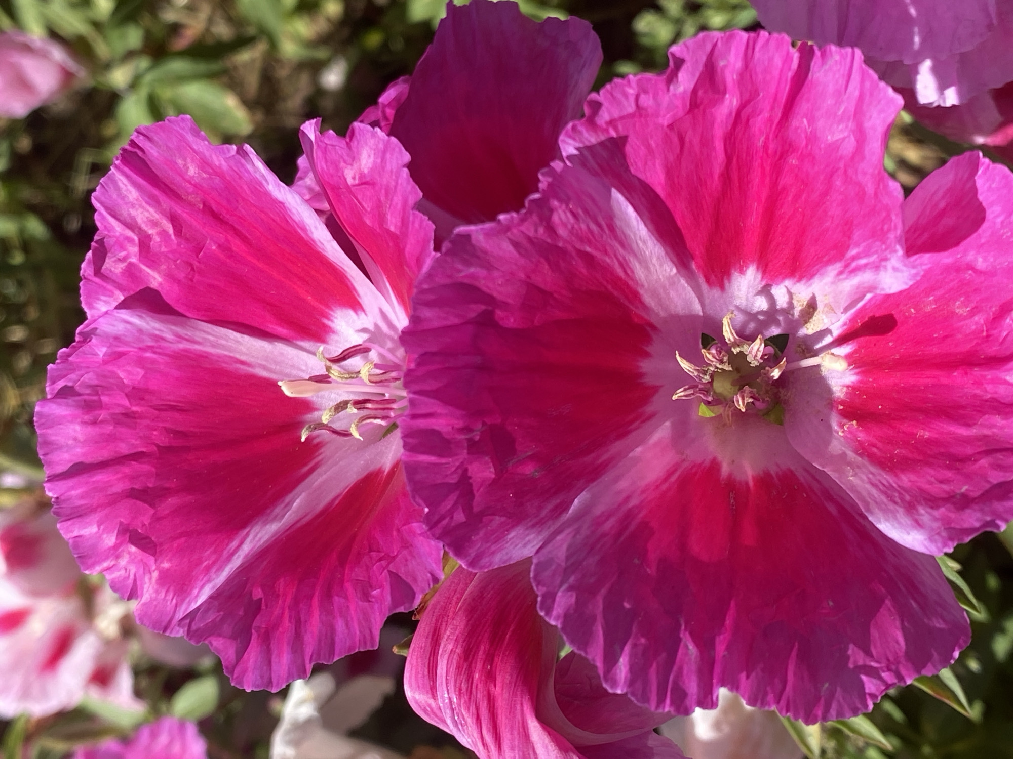 The image shows a close-up of two vibrant pink flowers with white markings. The flowers are in full bloom, revealing their textured petals and central reproductive structures. The background is blurred, suggesting a garden or natural setting. The city of Alanya, Turkey, is not directly visible in the image, and there is no information in the image to confirm that the image was taken in Alanya, Turkey. There are no people present in the image.