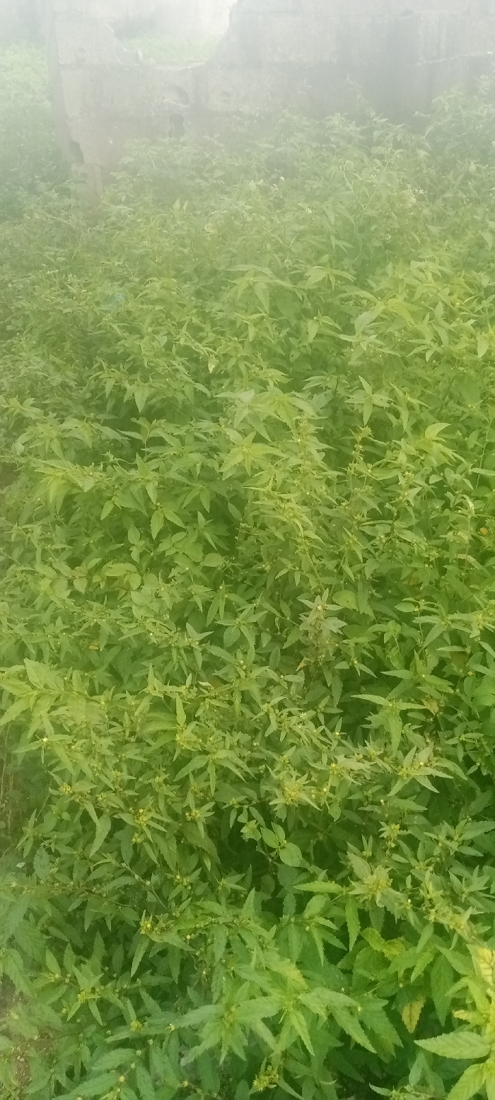 The image depicts an overgrown outdoor area in Gauraka, Nigeria. The foreground and midground are densely covered with vibrant green herbaceous vegetation, characterized by numerous small leaves, many with serrated edges, and clusters of tiny light-colored flower buds or nascent flowers. In the upper background, a partially obscured, damaged gray concrete or stone wall is visible, indicative of a derelict or abandoned structure. No individuals, discernible actions, or specific objects beyond the vegetation and structural remnant are present. The lighting is diffused, suggesting an overcast condition or atmospheric haze.