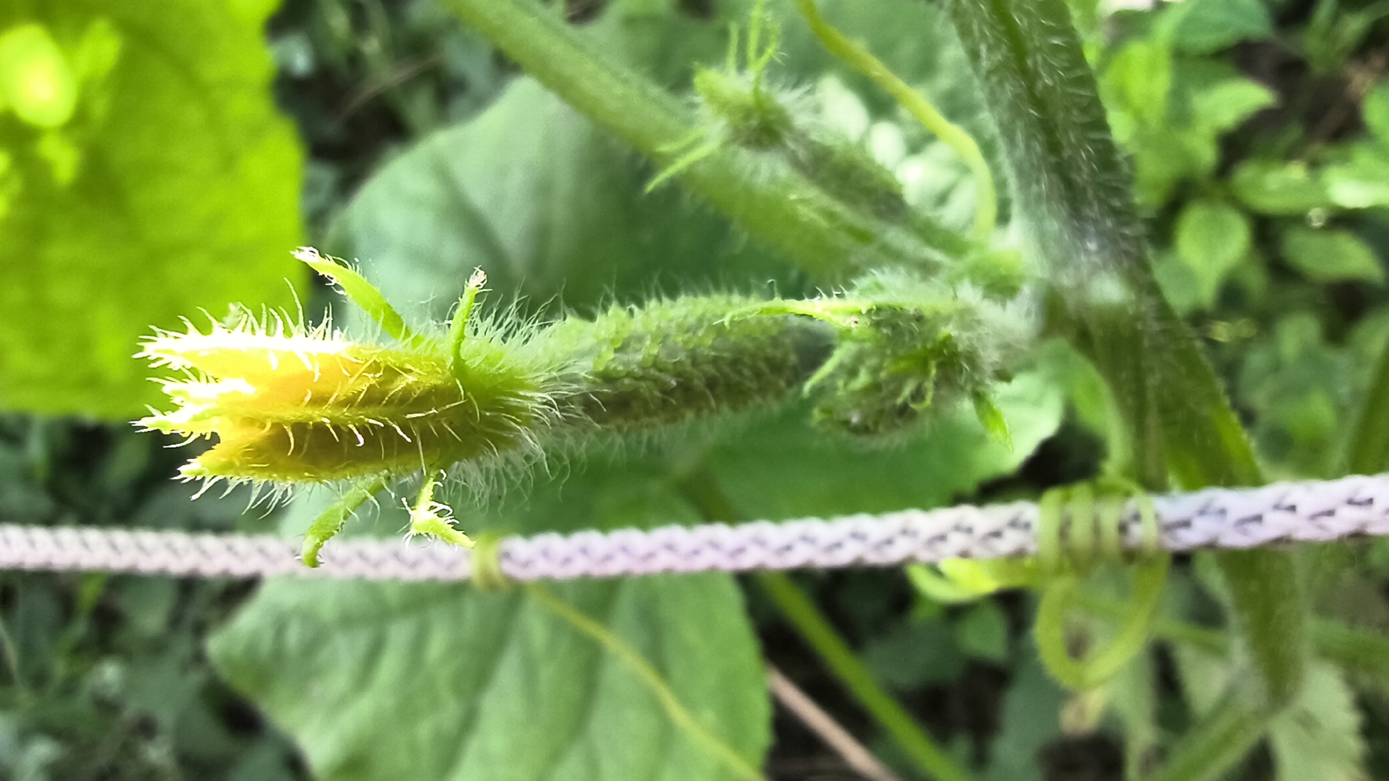 A close-up, horizontal shot focuses on a single, fuzzy green cucumber flower bud with yellow petals emerging from its tip. The bud is elongated and covered in fine white hairs, with some small green leaves and tendrils surrounding it. A thin, braided white rope runs horizontally across the lower half of the frame, with a green tendril wrapped around it. The background is a blur of green leaves and foliage. The image was taken in Mikhaylovka, Russia.