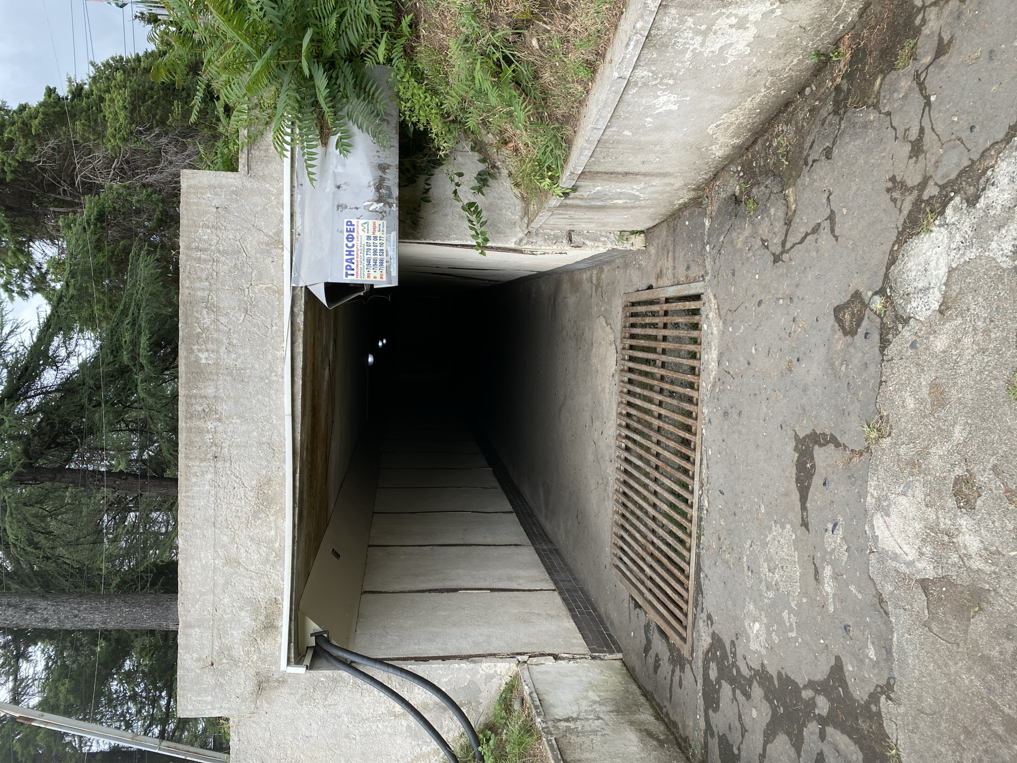The image depicts the entrance to a concrete underpass in Sokhumi, Abkhazia. Tall evergreen trees flank the top of the underpass. The underpass itself is dimly lit, with the far end disappearing into darkness. Two large black cables are visible on the left side of the underpass entrance, attached to the concrete wall. A metal grate covers a drainage channel in front of the underpass entrance, resting on a concrete surface that shows signs of wear and water pooling.
Attached to the exterior of the underpass, above and to the right of the entrance, is a metal sign with several stickers. One sticker, predominantly blue and white, reads "ТРАНСФЕР" (Transfer) in large letters, with smaller text below detailing a bus route and contact phone numbers. The surrounding area is overgrown with green vegetation, including a large bush with compound leaves on the right side of the underpass. The concrete walls of the underpass are segmented and appear aged, with some discoloration and cracking.