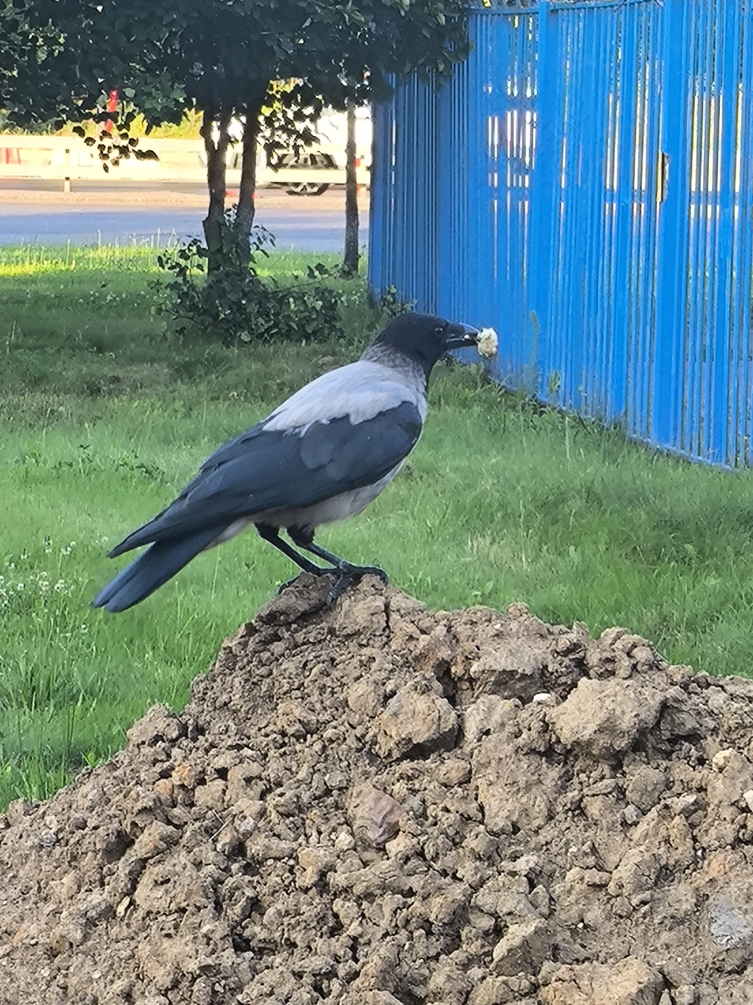 A hooded crow, identified by its grey neck and wings, and black head and tail feathers, stands perched on a mound of soil. It is holding a piece of food in its beak. The crow is facing left, with its body angled slightly towards the viewer. Behind the crow, a vibrant blue fence made of vertical slats runs along the background. The fence is partially obscured by the crow and the mound of soil. To the left of the fence, green grass and trees create a natural setting. In the far background, hints of a street and possibly vehicles can be seen, suggesting an urban environment. The lighting indicates it is daytime, likely late afternoon due to the warm tones. The overall scene is a snapshot of wildlife interacting with its surroundings in a semi-urban landscape.