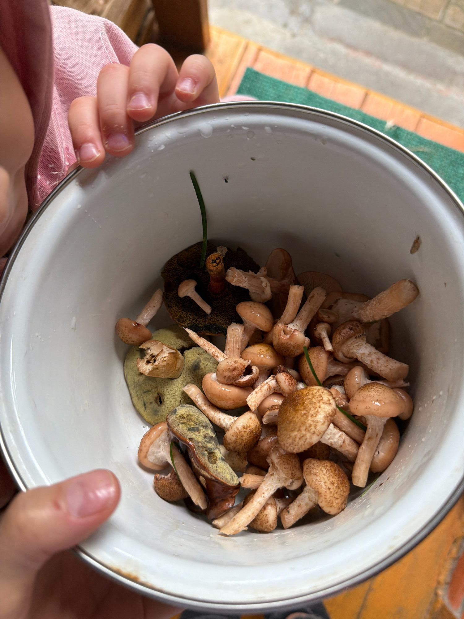 In Udelnaya, Russia, a child wearing a pink top is holding a white pot filled with mushrooms. The mushrooms vary in size and color, with some having brown caps and white stems. There are also some larger, darker mushrooms visible. The pot is partially filled with water, and the background suggests an outdoor setting with a wooden surface and a green mat. A small insect is visible on the rim of the pot. The child's hands are close to the pot, suggesting they are involved in collecting or holding the mushrooms.