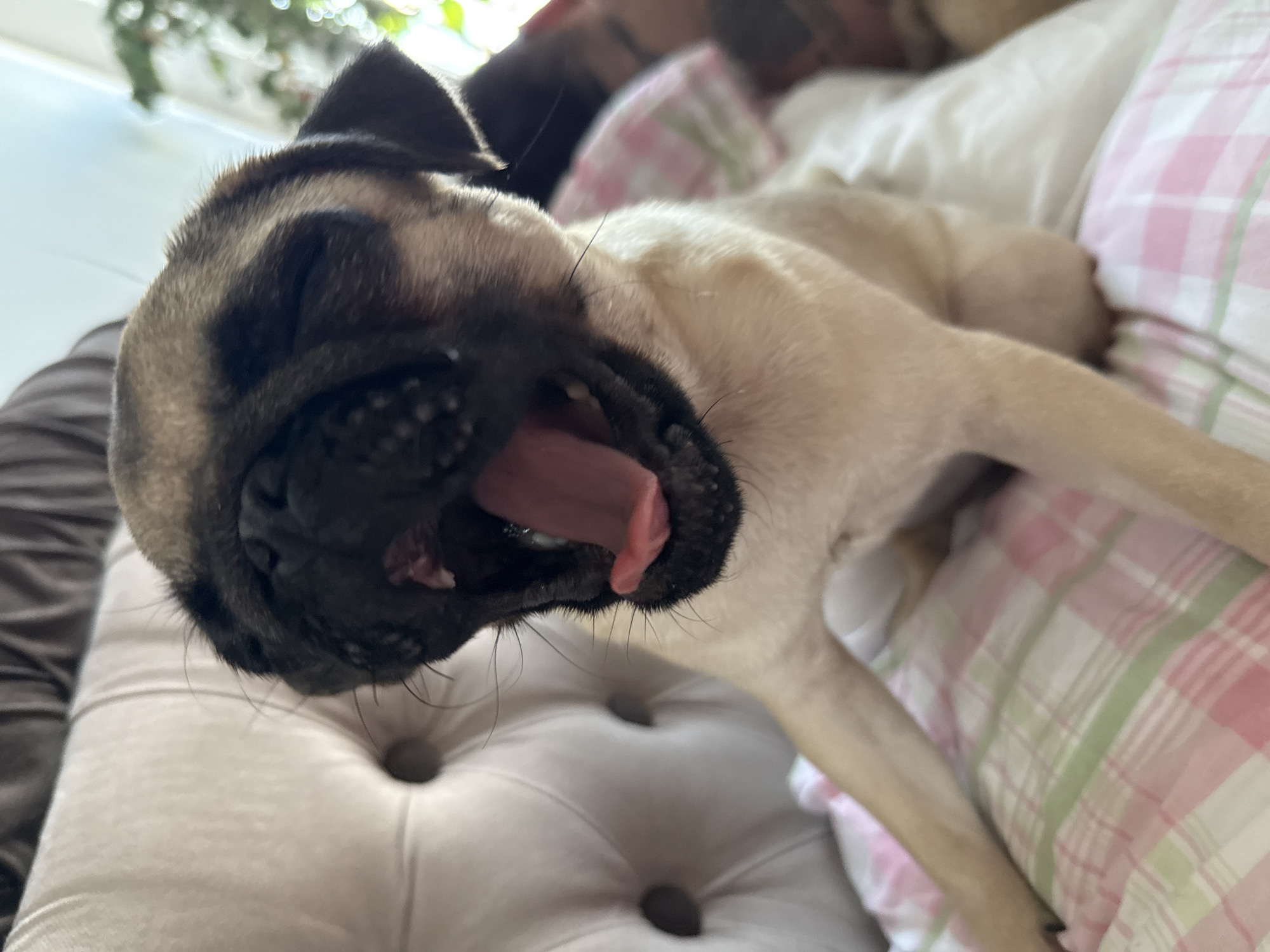 This is a close-up, eye-level shot of a pug yawning, lying on its back on a tufted cream-colored sofa. The pug's mouth is wide open, revealing a pink tongue and gums, and its eyes are mostly closed. The pug's fawn-colored fur is visible, with darker markings on its face and ears. To the right of the pug, there is a pillow with a pink and green plaid pattern. Behind the pug, out of focus, a leafy green plant is visible, suggesting an indoor setting with natural light, possibly during the day. The overall mood is relaxed and sleepy.