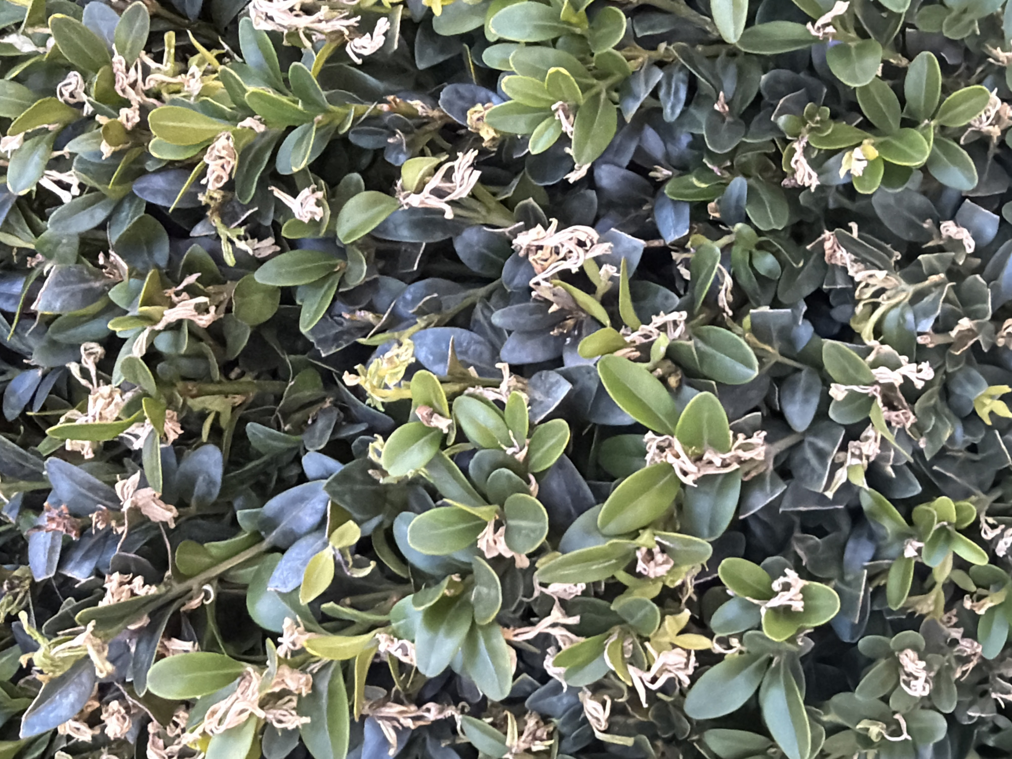 Close-up shot of a trimmed boxwood shrub with small, rounded leaves, some of which are green while others are a dark bluish-green. Scattered throughout the shrub are small, dried-up, white or light tan remnants of spent flowers or foliage. No people are visible. The image does not definitively place the location in Moscow, Russia.