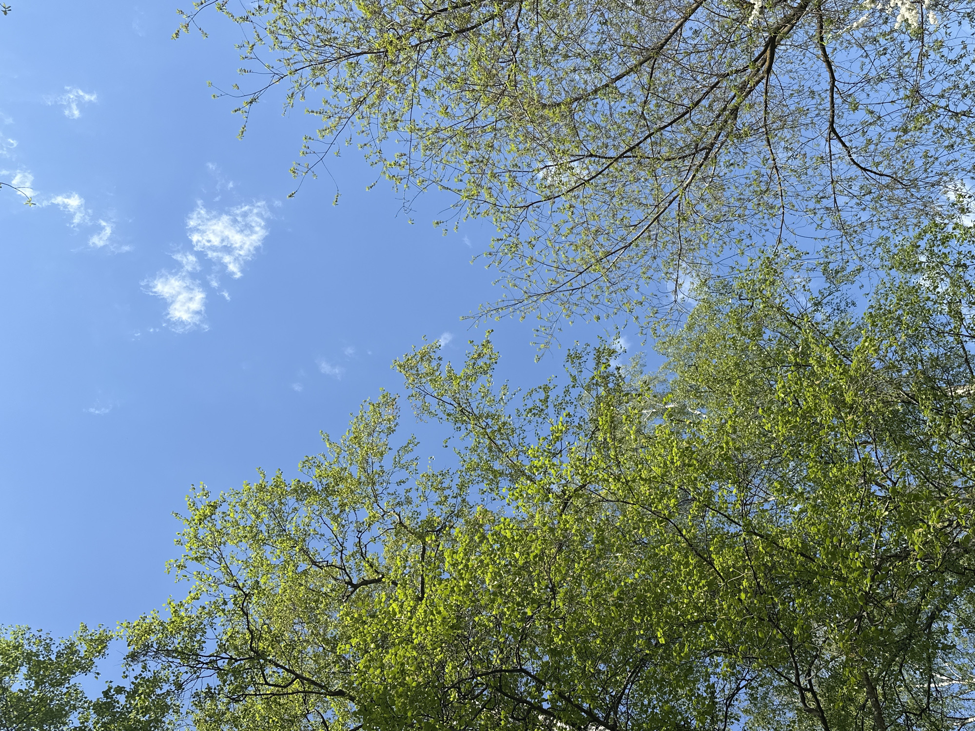 The image shows a view looking up at the sky framed by tree branches and leaves. The sky is a clear blue with a few scattered white clouds. The leaves are predominantly green, suggesting a scene in springtime or early summer. The specific location is not identifiable from the image.