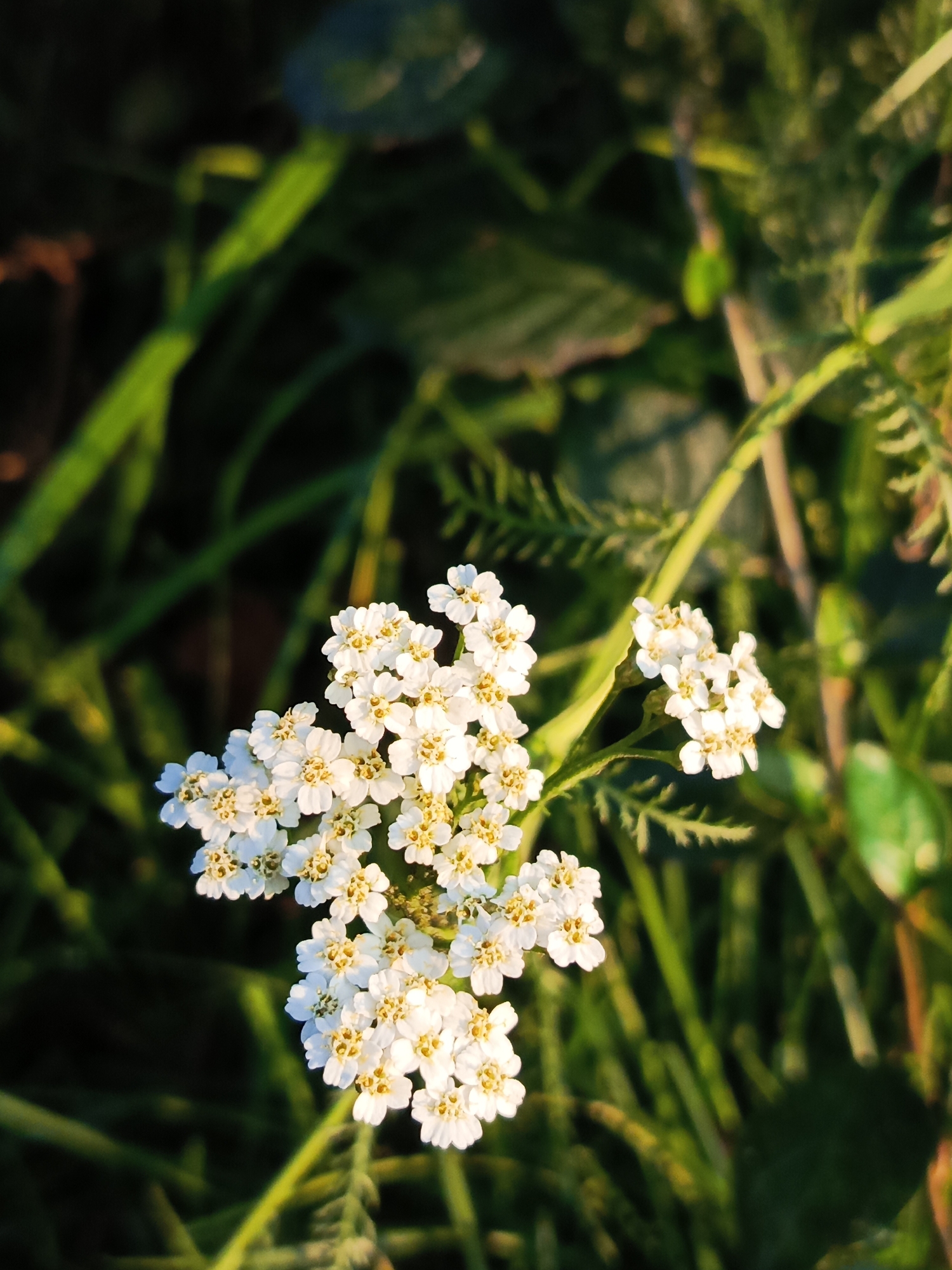 A close-up, eye-level shot captures a cluster of white yarrow flowers with yellow centers, illuminated by warm sunlight. The flowers are arranged in a flat-topped inflorescence and are in sharp focus. The background is a blur of green grass and foliage, suggesting an outdoor setting. The lighting indicates either early morning or late afternoon. The image does not contain any people or specific landmarks that would allow for localization to Chaikovsky, Russia.