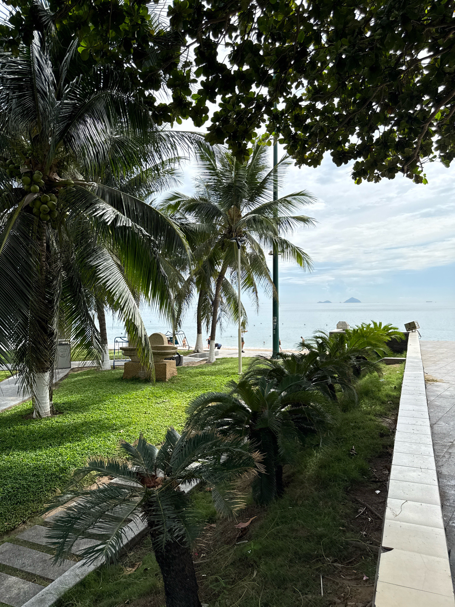 This is a low-angle, vertical, full shot of a tropical beachside park in Nha Trang, Vietnam. The foreground features a pathway of stone pavers interspersed with lush green grass, flanked by low-lying palm-like plants and a concrete wall. A large palm tree with coconuts is prominent on the left, with its fronds arching overhead, partially obscuring a tree with darker green foliage. In the midground, a neatly mowed lawn is dotted with small shrubs and a decorative stone structure. Beyond the grassy area, a thin strip of sandy beach is visible, with a few people scattered about and a white fence. The sea stretches to the horizon under a cloudy sky, with two distant islands visible. The overall atmosphere is tranquil and suggests a well-maintained public space.