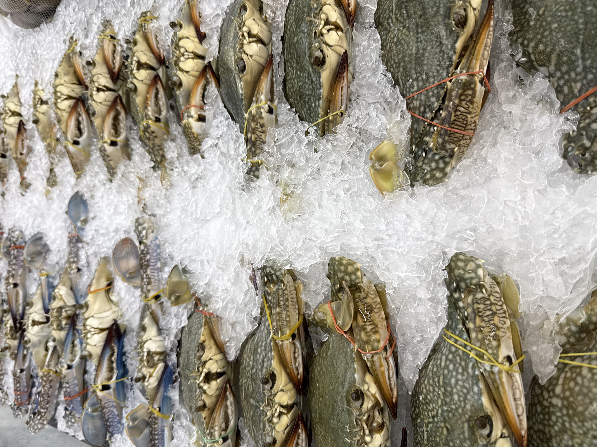 Rows of blue crabs on ice are displayed for sale at a market in Bangkok, Thailand. The crabs are light blue and green with speckled shells, their claws bound with colorful rubber bands. The crabs rest on a bed of clear, crushed ice.