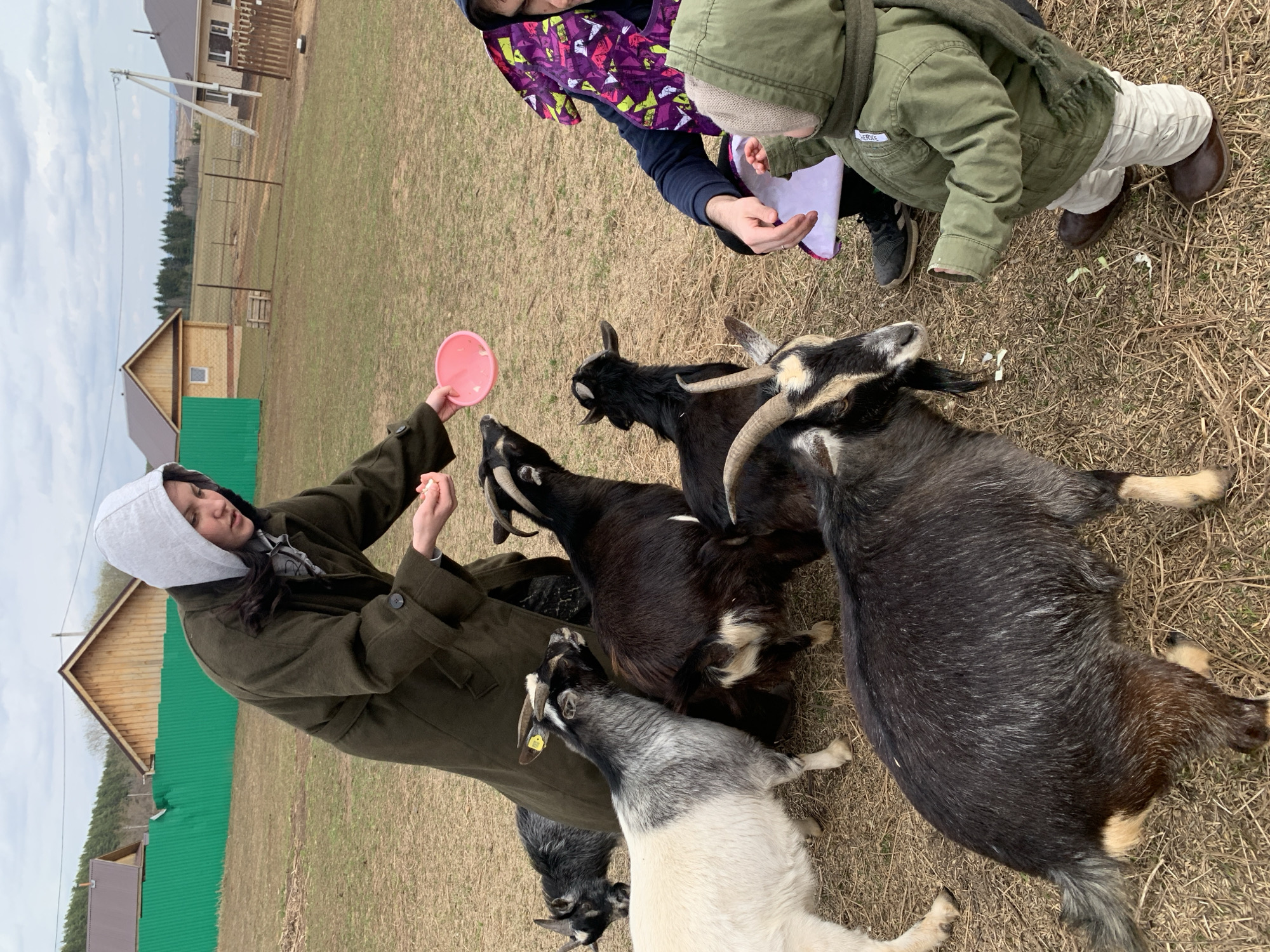 The photograph shows an outdoor scene, presumably in a rural or semi-rural area. The landscape consists of dry grassy terrain with several buildings in the background.
A woman wearing a long, dark-colored coat with a hood is feeding a group of goats. She is holding a pink dish in one hand and appears to be dispensing food with the other. There are at least five goats of various colors (black, grey, and white) clustered around her, anticipating the food.
Two individuals are standing near the woman. One is wearing a jacket with a vibrant geometric pattern and the other is wearing a green jacket and light-colored pants. They seem to be observing the interaction between the woman and the goats.
The background includes a green fence, a wooden building with a triangular roof, and a few other houses. Utility poles with overhead lines are visible further in the distance. The sky appears overcast. The scene is stated to be in the city of Ludorvai, Russia, based on external information.