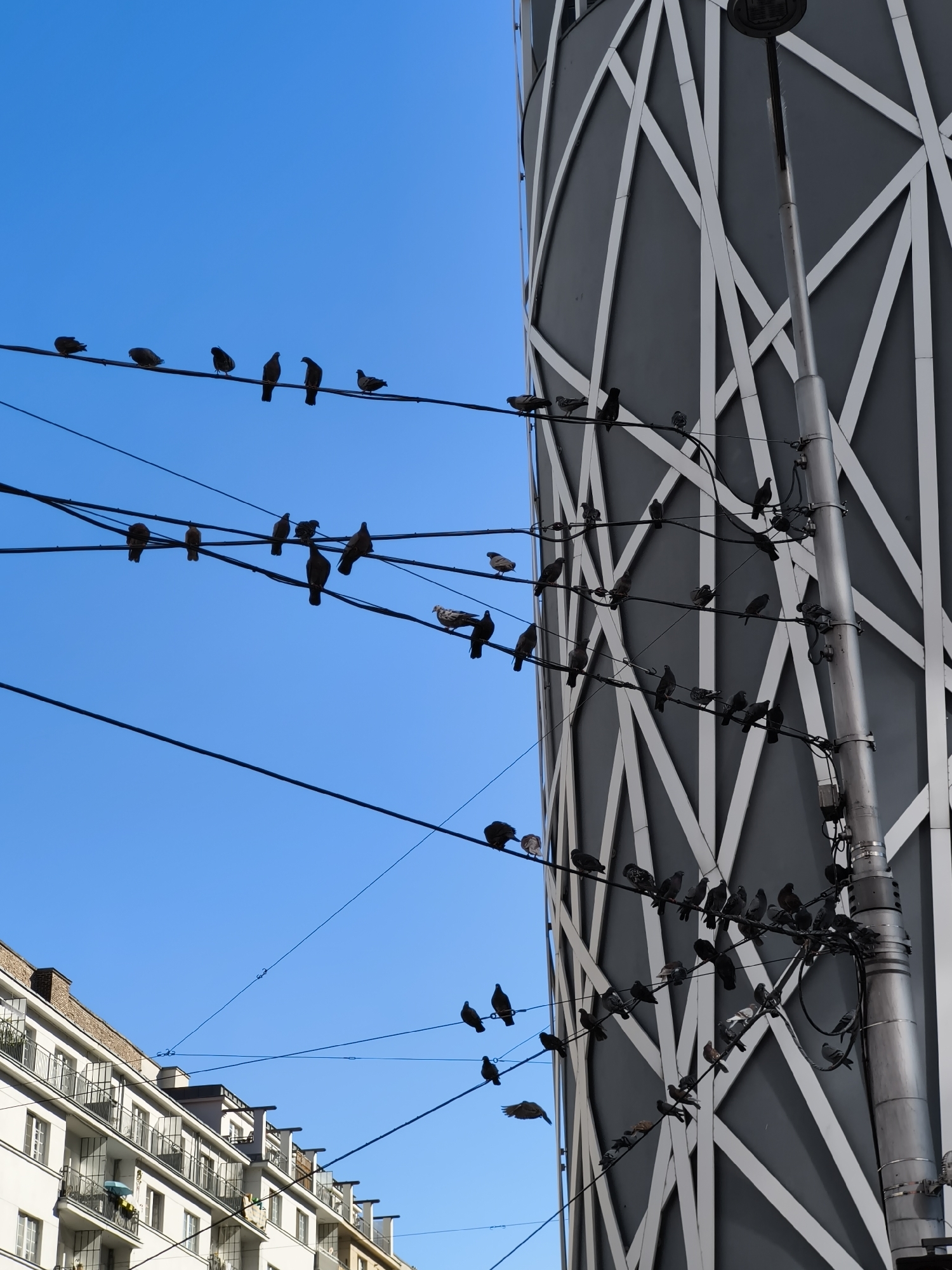 This is a close-up, low-angle shot taken on a clear, sunny day in Vienna, Austria, focusing on a cluster of pigeons perched on numerous electrical wires against a bright blue sky. The scene is divided vertically, with the left side dominated by the blue sky and the right side featuring the distinctive facade of a modern building with a grey surface and a white, geometric lattice pattern. A silver lamppost is positioned centrally on the right, with more pigeons perched on the wires surrounding it.
On the left, several electrical wires stretch horizontally across the frame, each adorned with multiple pigeons. The building on the far left, partially visible, is a lighter color with rows of balconies and windows, suggesting an older architectural style. The pigeons are varied in color and posture; some are facing left, some right, some are preening, and one appears to be in mid-flight, captured with its wings spread. The electrical wires are numerous and create a complex, layered network throughout the image. The overall impression is one of urban wildlife interacting with the city's infrastructure.