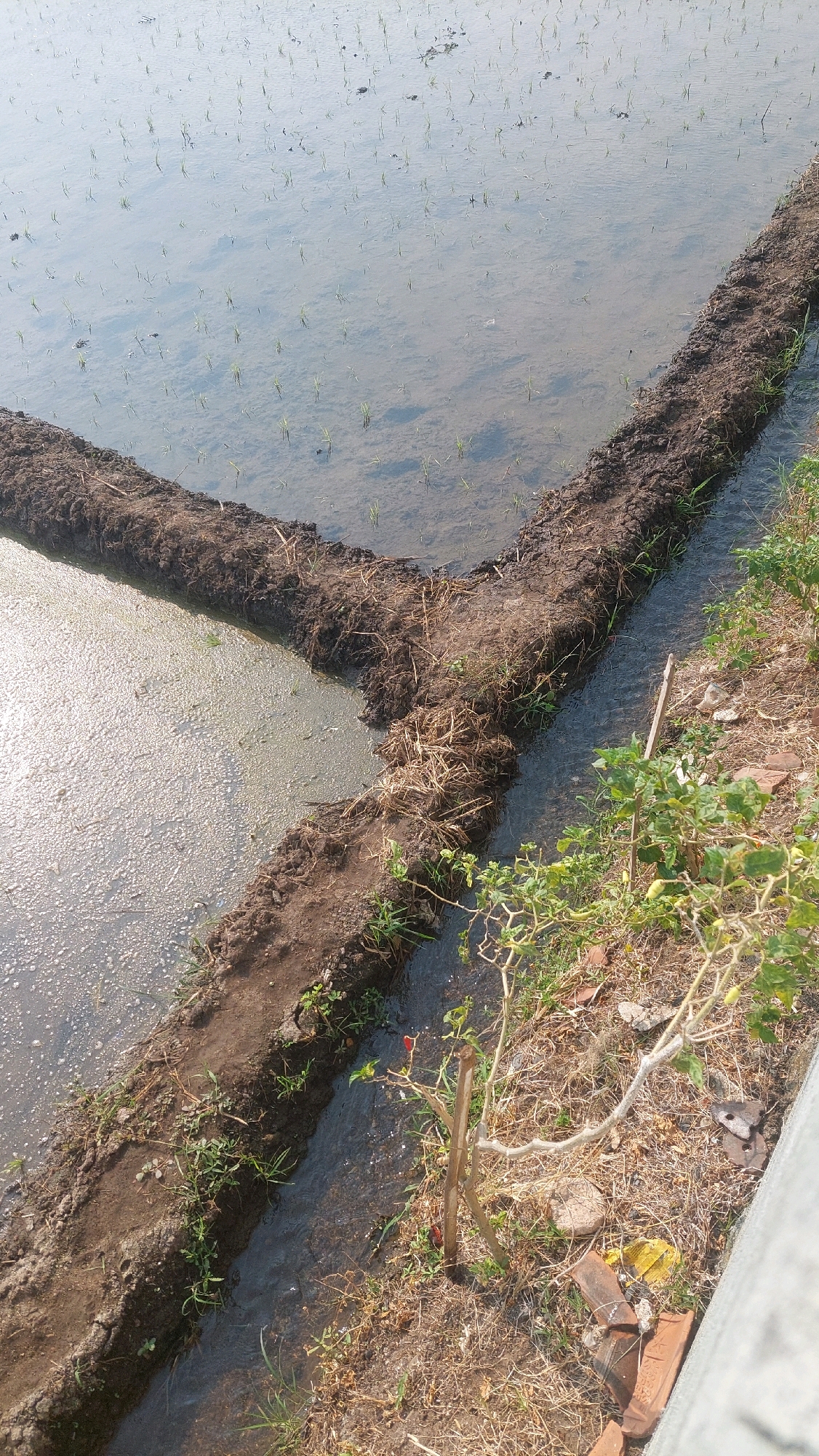 The image depicts a flooded rice paddy field with young rice seedlings visible in the water. A dirt dike divides the field into sections, with water flowing through channels. On the right side of the dike, there is dry ground with scattered vegetation, including a small chili plant with red chilies. In the background, the sky is overcast, and the overall lighting suggests it is daytime. The location is identified as Babadan, Indonesia. There are no people visible in the image.