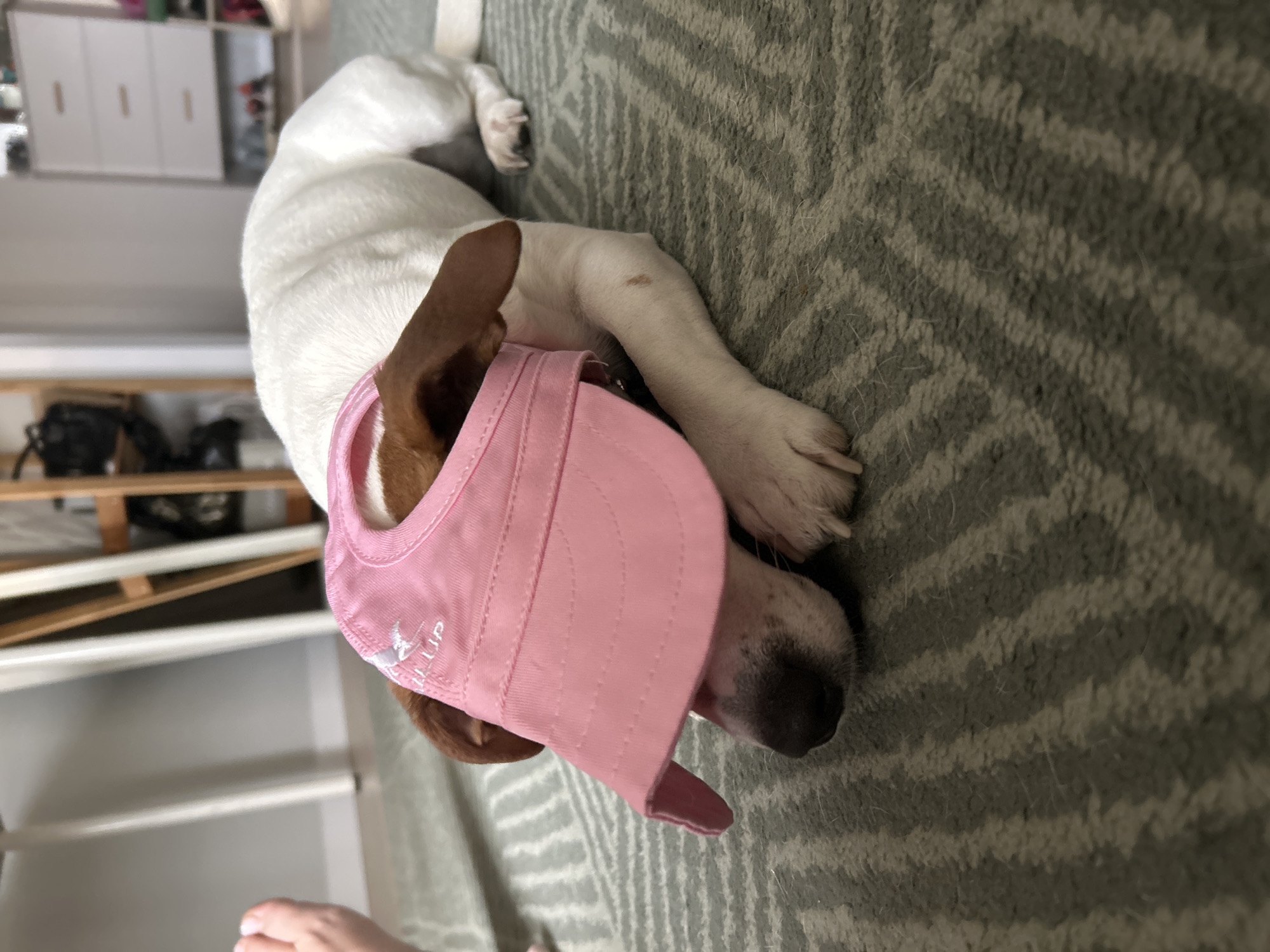 The media depicts a small to medium-sized dog, possibly a Jack Russell Terrier or similar breed, lying on its side on a patterned carpet. The dog has predominantly white fur with brown markings on its ears. It is wearing a pink pet visor or cap, which covers part of its head and shades its eyes.
The scene is set indoors, likely a domestic environment such as a living room or bedroom in Chaikovsky, Russia. The dog appears to be resting or sleeping peacefully on the carpet. Its head is turned towards the viewer, with its dark nose visible beneath the hat's brim.
Notable details include the green-grey carpet with lighter striped patterns, and various pieces of furniture in the background, including white cabinets or shelves and a wooden rack. The image is taken from a slightly elevated perspective. The lighting suggests it is daytime with soft, ambient light. On the side of the pink hat, a white embroidered logo is visible, featuring the text "UP" alongside a stylized animal design, possibly a dog's head or a leaping figure. The dog's relaxed posture and the tranquil setting convey a sense of calm and peace.