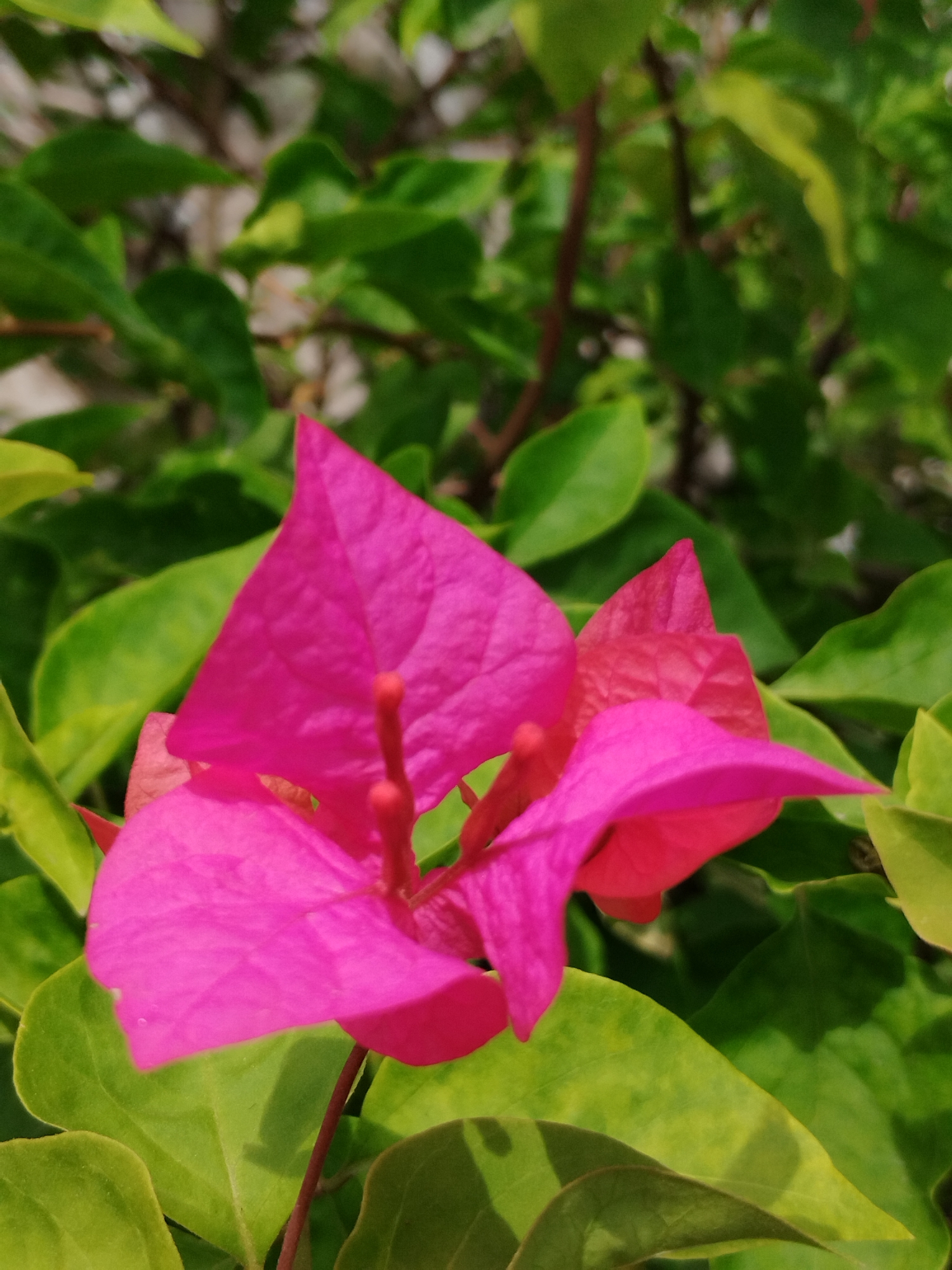 The image displays a close-up, portrait-oriented photograph of a vibrant pink bougainvillea flower. The flower, which is the central subject, is sharply in focus and exhibits striking fuchsia and reddish-pink hues, with delicate vein patterns visible on its bracts. Small, reddish-pink filaments (likely stamens or pistils) are visible protruding from its center.
Behind the prominent flower, a dense background of green leaves and slender branches is softly blurred, creating a shallow depth of field. The foliage ranges in color from bright lime green to deeper forest green, with some leaves showing hints of yellow. The natural lighting suggests a clear daytime setting, illuminating the scene with vivid and natural colors. No specific activity or event is taking place, and there is no visible text. The lush green foliage and tropical flower are consistent with the location context of Lhokseumawe, Indonesia.