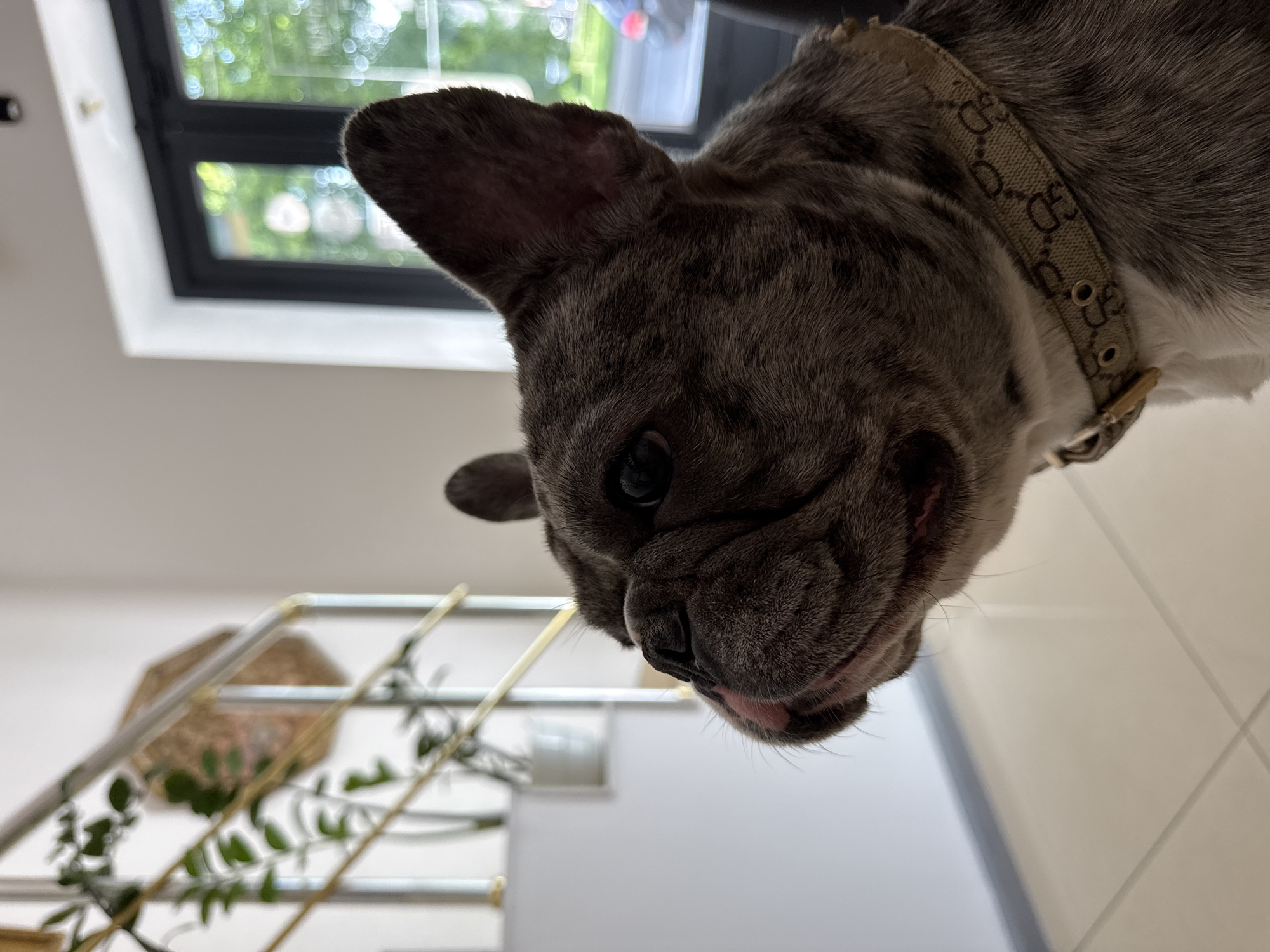 A close-up, high-angle photograph shows a French bulldog’s head and upper torso. The dog has grey fur with a mottled pattern and a beige collar with repeating dark brown patterns. The dog’s tongue is slightly visible.
In the background, out of focus, is a white wall and a white railing with green plants. Also visible is a window with a black frame.
The location information requested cannot be determined from the provided image.