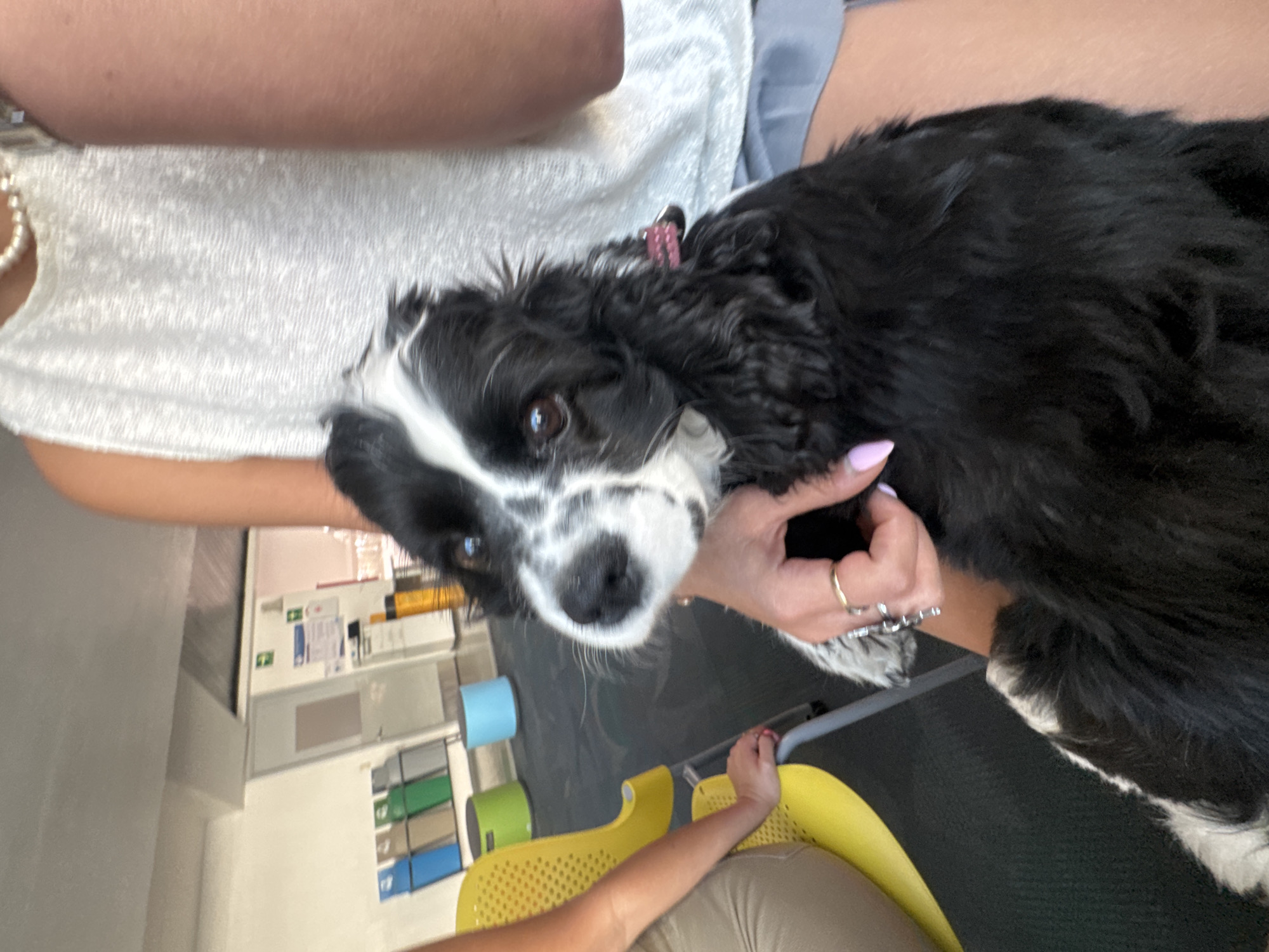 This image depicts an indoor scene in Heroica Puebla de Zaragoza, Mexico, focusing on a black and white parti-color dog held by an individual. The dog, consistent with a Cocker Spaniel, has a prominent white muzzle with black markings around its dark eyes and black fur on its body, and is wearing a pink collar. The individual holding the dog is partially visible from the chest down, wearing a light-colored sleeveless top, a pearl necklace, and a watch on the left wrist. A hand, with light pink manicured nails and two rings (one gold-toned, one silver-toned with multiple small elements), is gently touching the dog's fur. The dog is positioned to look towards the viewer's right. To the left of the frame, a second individual's tanned arm and leg, clad in light tan trousers, are visible while seated on a yellow plastic-seated chair with a metal frame. The background features a dark floor, light-colored walls, and various institutional or public building elements: a rack with distinct colored recycling bins (blue, tan, green, grey), a closed light-colored door, wall-mounted signs including one with a green cross symbol, a white cabinet, and two small cylindrical stools (green, blue). The lighting is bright and even.