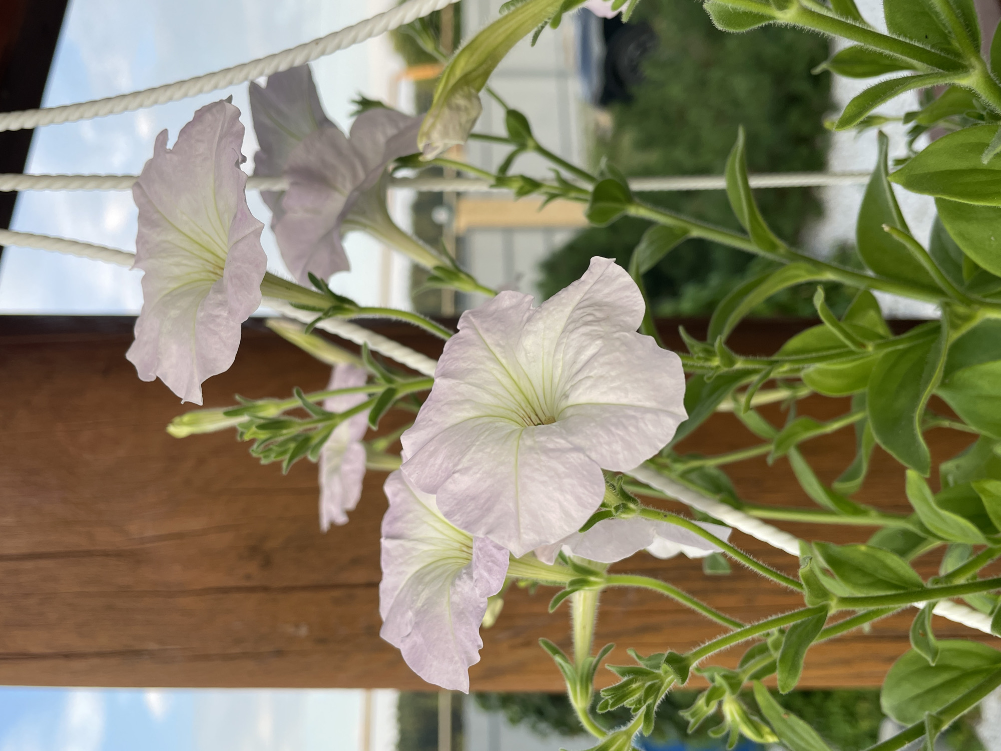 The image shows a close-up view of several pale pink petunia flowers blooming in a hanging planter. The flowers have delicate, ruffled petals and prominent veins. They are surrounded by green, leafy stems, some of which are fuzzy. In the background, a weathered wooden post is visible on the left, and a blurred outdoor scene with greenery, white gravel, and a distant fence can be seen. The sky above is partially cloudy. The scene appears to be located outdoors, possibly on a balcony or patio, given the hanging planter and outdoor setting. No people are present in the image, and no specific details about the city of Маминское, Russia are discernible from the visual information provided.