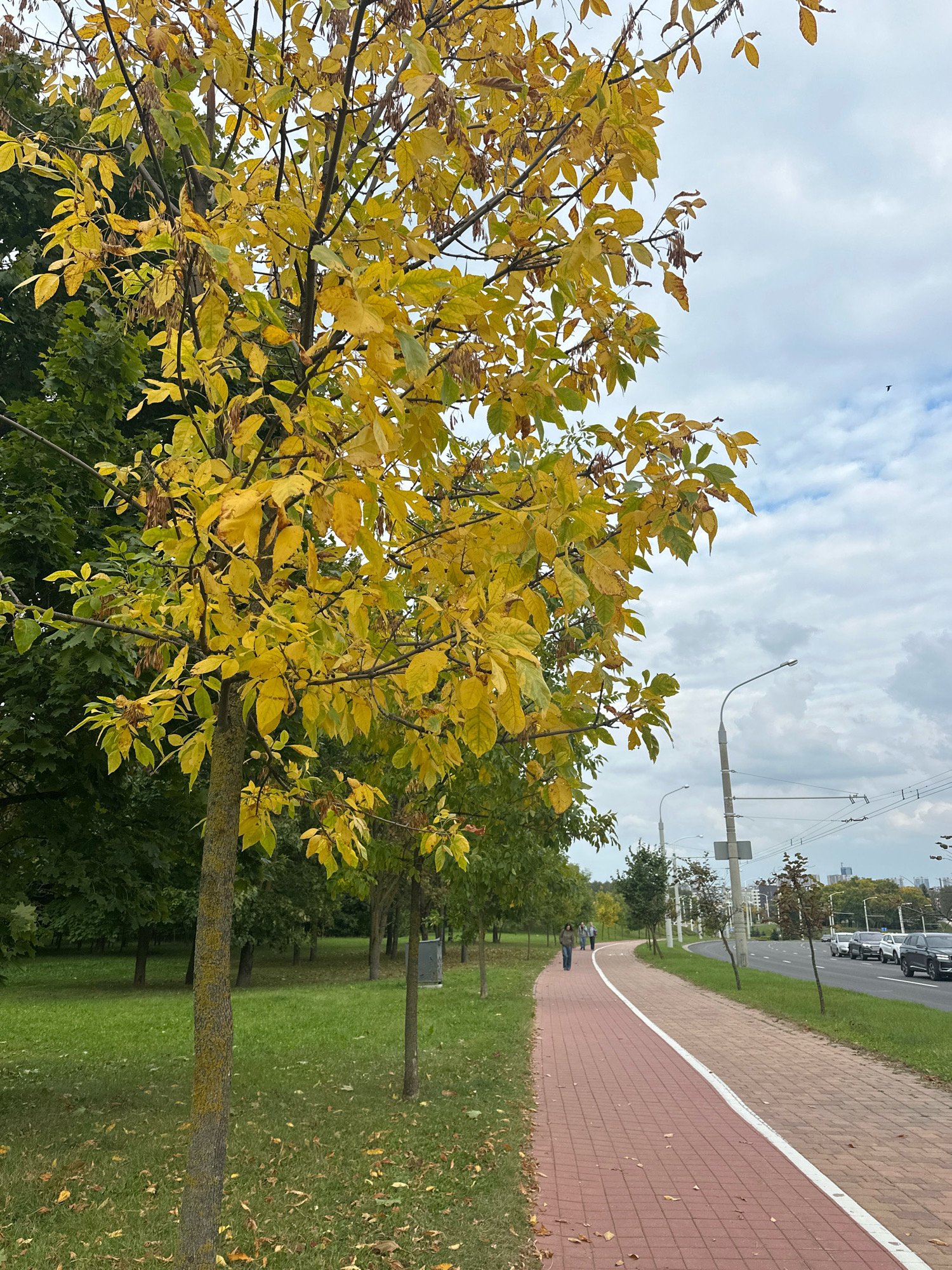 The image depicts an autumn scene in a park area of Minsk, Belarus, adjacent to a city street. A tree with yellowing leaves, indicating the fall season, dominates the foreground on the left. A paved pathway, made of red and beige bricks with a white line marking, runs parallel to the street on the right. Several people are walking on the pathway. The street itself is lined with trees and has cars driving on it. In the background, there are more trees, some light poles, and a cloudy sky. The overall impression is one of a public park connecting to a city road during autumn.