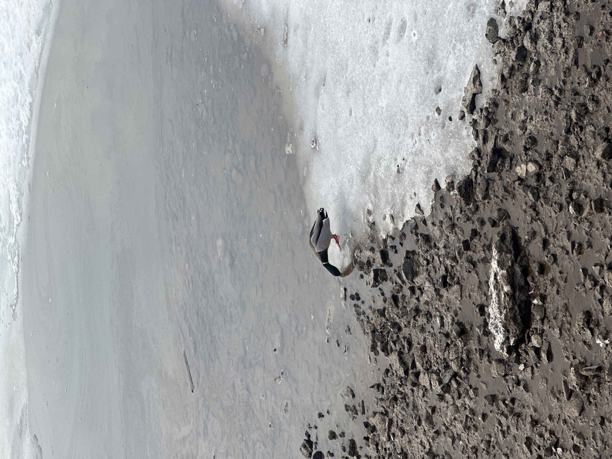 A single male mallard duck (Anas platyrhynchos) is observed at the partially frozen shoreline of a body of water in Votkinsk, Russia. The duck, distinguished by its iridescent green head, white neck ring, and gray body plumage, has its head submerged into the shallow, murky water, adjacent to a thin edge of white ice. Its visible orange webbed feet rest on the water or submerged ice. The immediate foreground comprises a dark, rocky, muddy bank, characterized by irregular, wet stones and dark brown soil. The body of water transitions from open, grey-brown liquid, where some small debris floats, to significant expanses of textured white ice that cover the upper and right portions of the frame. The scene suggests cold, possibly early spring or late autumn, conditions.
