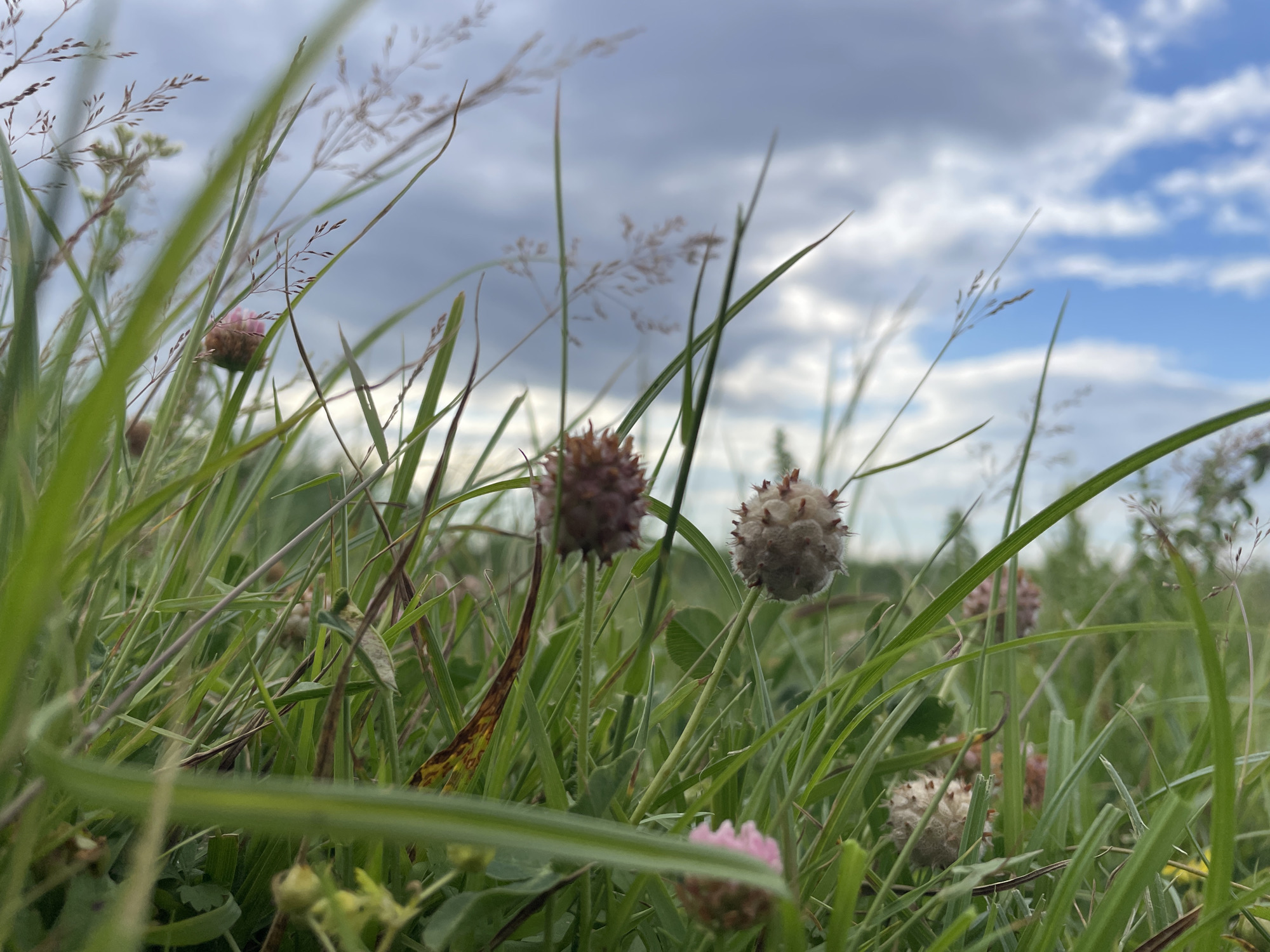 The image depicts a close-up view of a grassy field with clover flowers under a cloudy sky. The perspective is low to the ground, emphasizing the blades of grass and the spherical flower heads. Some of the clover flowers are pink and in bloom, while others appear to be dried out and brownish. The grass is lush and green, with some taller, wispy stalks of other plants interspersed. The sky is a mix of blue and gray clouds, suggesting either an overcast day or the transition between weather systems. There are no people or animals visible in the image. The scene is natural and appears to be an outdoor environment.