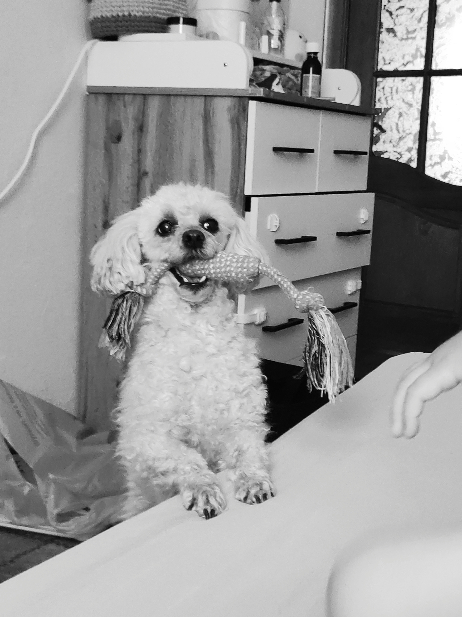 A medium shot in black and white depicts a small, light-colored, curly-haired dog holding a rope toy in its mouth, seemingly standing on its hind legs. Behind the dog, there is a wooden dresser with light-colored drawers and dark hardware. Atop the dresser, there are various objects, including containers and bottles. To the right, a window with a lattice design is visible. The dog is positioned in front of what appears to be a light-colored surface or piece of furniture, with a partial view of a hand in the lower right corner. A plastic bag is visible on the left side of the frame.
There is no indication or evidence in the image that it was taken in Chaikovsky, Russia.