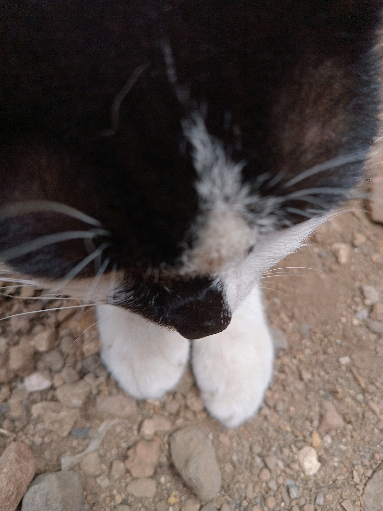 The image is a close-up, low-angle shot of a black and white cat's face and front paws. The cat's fur is primarily black on its head, with a white patch on its forehead and muzzle. Its whiskers are prominent and light-colored. The cat's nose is black. Its front paws are white and appear fluffy. The cat is positioned on a surface composed of small, light-colored pebbles and dirt. The background is out of focus, suggesting an outdoor environment. The lighting appears to be natural daylight. The image was taken in the city of Claket, Indonesia.