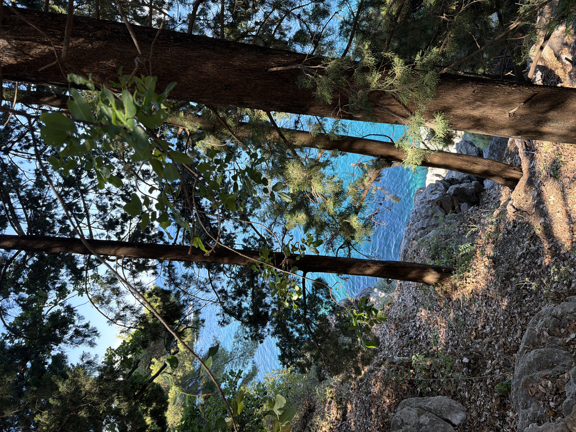 The image depicts a view of the Adriatic Sea from a wooded hillside in Sveti Stefan, Montenegro. The foreground is dominated by the trunks and branches of evergreen trees, with dappled sunlight filtering through the foliage. The ground is covered in dry leaves, pine needles, and scattered rocks, indicative of a natural, uncultivated landscape. Beyond the trees, the vibrant turquoise waters of the sea are visible, with a rocky coastline and sparse vegetation along the shore. The sky is a clear blue. The scene conveys a sense of serene natural beauty, characteristic of the coastal region.