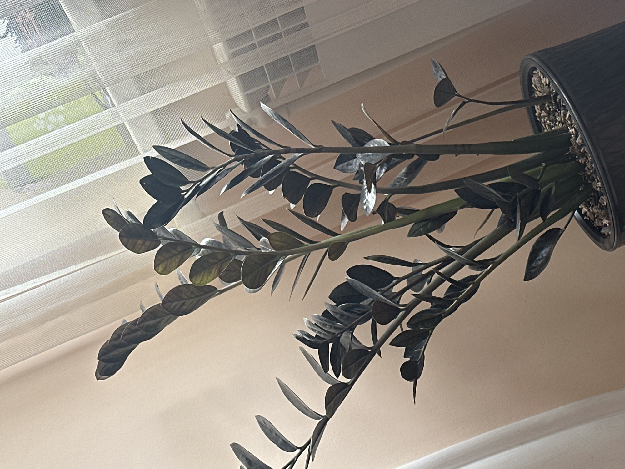 A Zamioculcas zamiifolia plant in a black pot sits near a window covered with white sheer blinds. The plant's stalks and leaves, dark green in color, are prominently featured. The background includes a beige wall and a partial view of the outdoors through the window, revealing glimpses of greenery. The location is unknown.