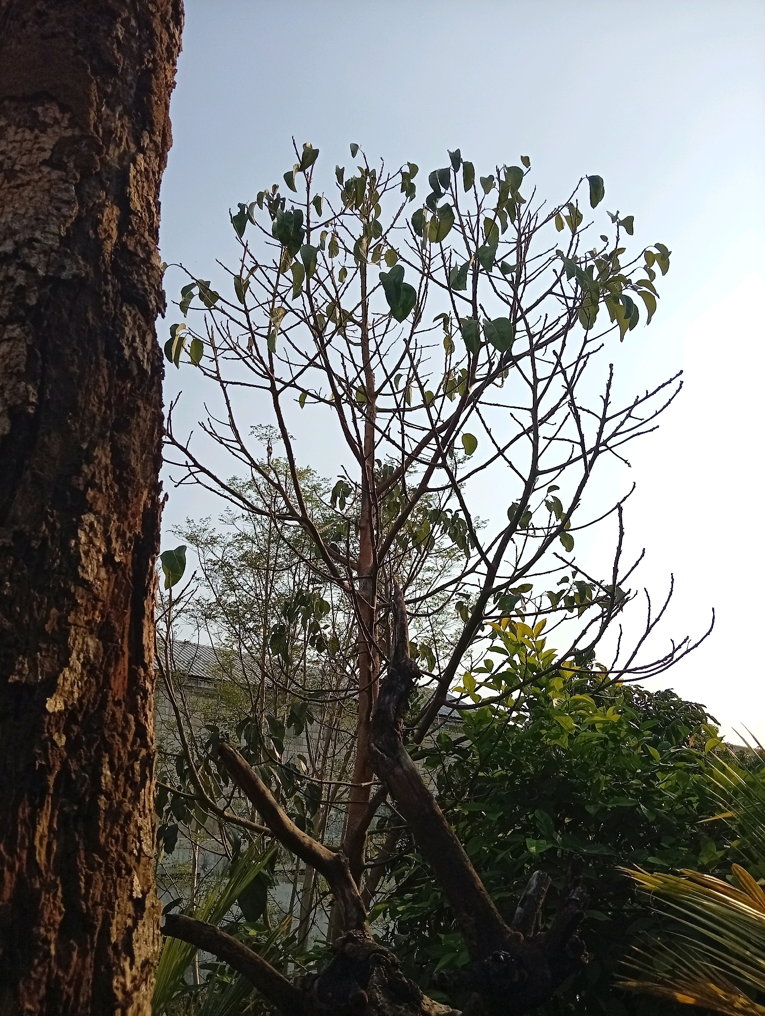 The image shows a view of trees against a bright, clear sky. In the foreground, on the left, is the rough, textured bark of a large tree trunk. To the right of this trunk, a bare-branched tree with a few scattered green leaves reaches upwards, its delicate silhouette stark against the sky. Behind this tree, other foliage can be seen, including a denser section of green leaves in the middle ground. In the background, a light-colored building with a tiled roof is visible between the trees. The overall impression is one of a garden or park setting within an urban environment. The image was captured in Kediri City, Indonesia. There are no people or animals visible in the frame, and no discernible actions or interactions are taking place. The scene is static and natural, focusing on the interplay of light and shadow on the vegetation and the clear sky above.