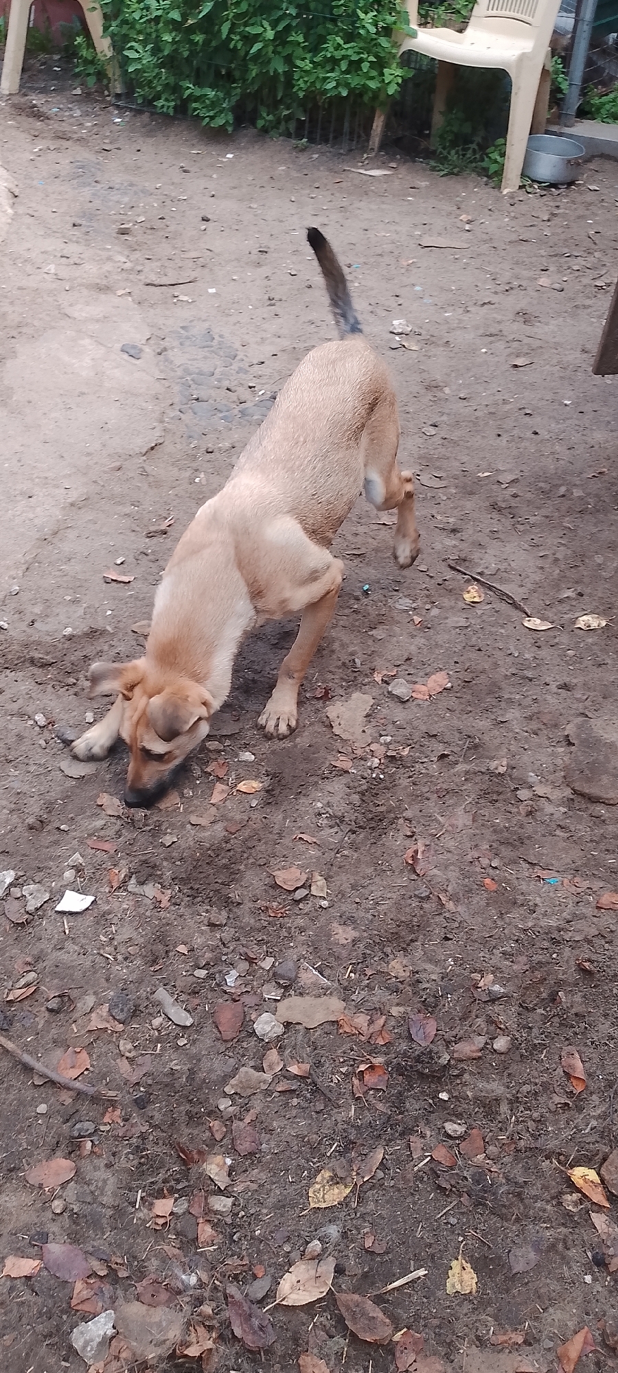 A medium-sized, tan dog is on its forelegs, with its head lowered towards the ground, appearing to sniff. The dog's hindquarters are raised, and its tail is held upright, curving slightly. The dog is on a dirt surface covered with fallen leaves and small stones. In the background, there is dense green foliage and a portion of a beige plastic chair. To the right of the chair, a metal pot is visible. The overall environment suggests an outdoor, possibly urban or semi-urban, setting. There are no people visible in the image.