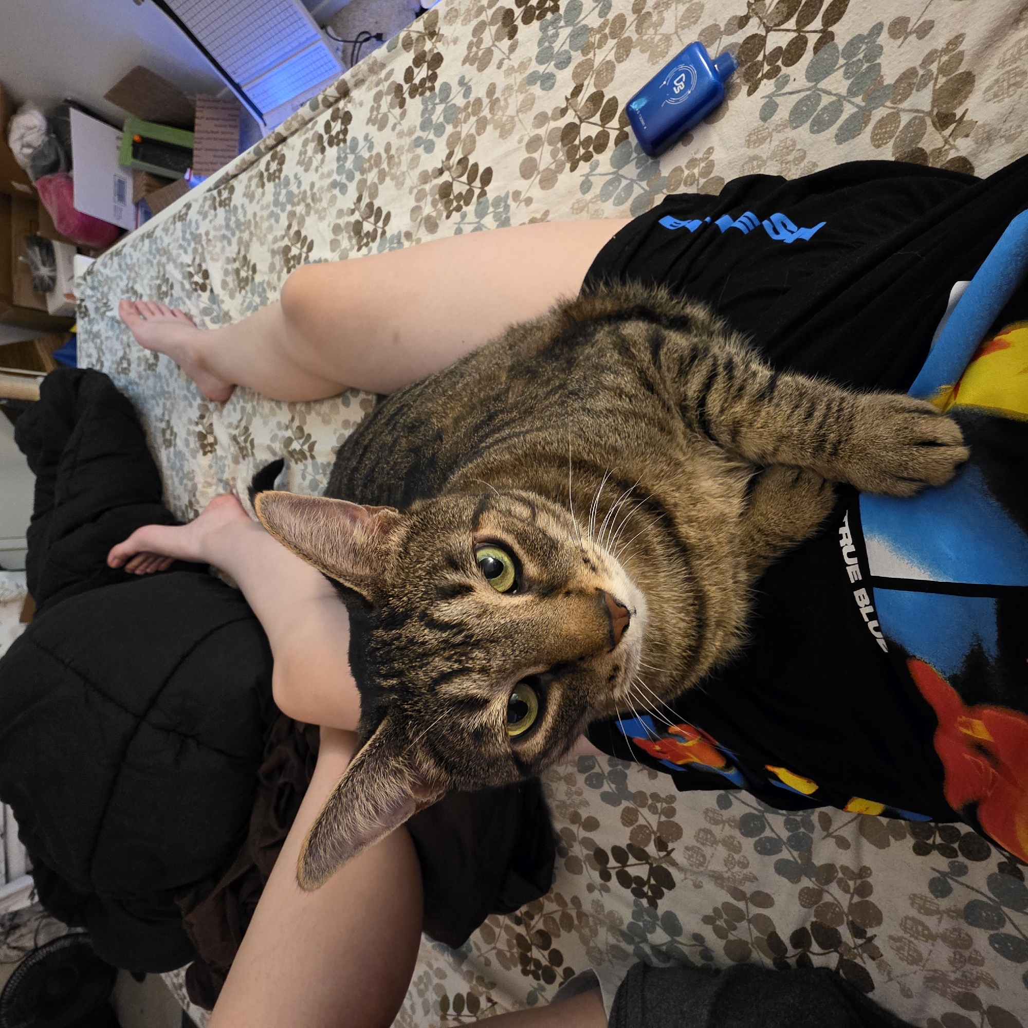 The image shows a tabby cat lying on the lap of a person in what appears to be a bedroom. The person's legs are visible, covered in black shorts with blue lettering. A patterned bedspread with floral designs in muted tones covers the bed. To the right, a blue object, possibly a small bottle or dispenser, rests on the bedspread. In the background, to the left, a black fan is partially visible, and further back, there are various boxes and items, suggesting a cluttered space. The lighting suggests an indoor setting, likely during daytime due to the ambient light. No specific location in Portland, United States of America can be determined from the visual information provided.