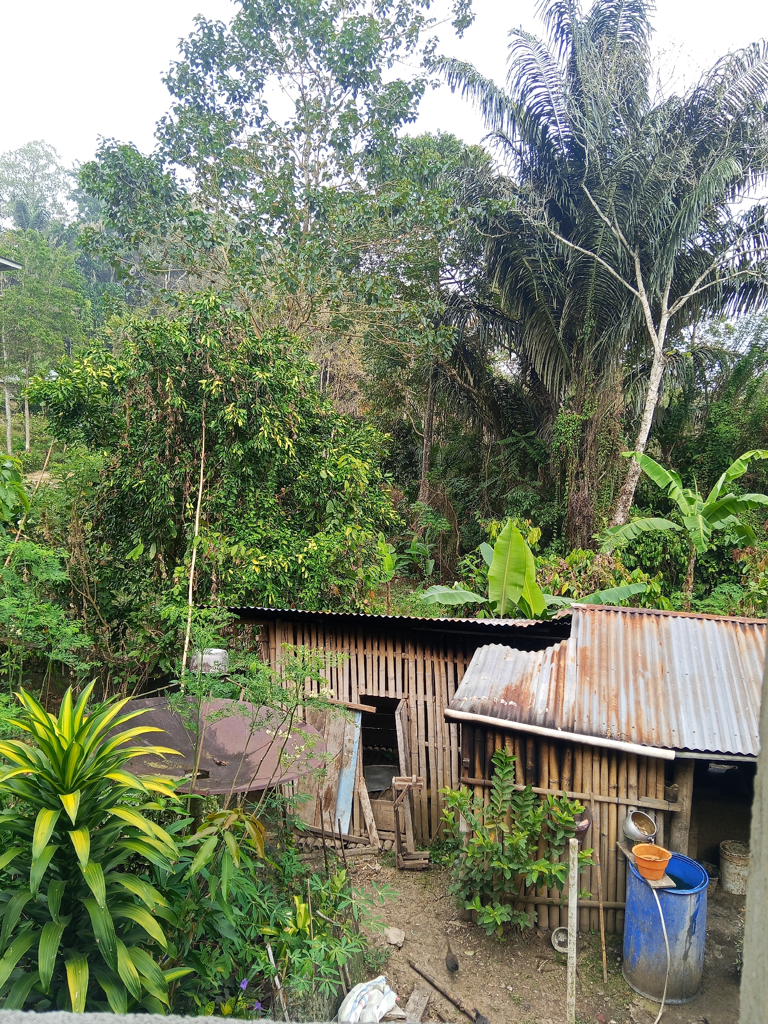 The image captures a rustic outdoor scene, likely in Makale, Indonesia, characterized by dense tropical foliage and a few simple structures. In the foreground, a vibrant, spiky green plant with yellow accents stands out amongst other smaller plants. Behind it, a large, weathered satellite dish is partially visible, showing signs of rust.

Dominating the mid-ground are two small, open-air structures with corrugated metal roofs, one appearing more weathered than the other. The walls of these structures are constructed from natural materials, primarily bamboo poles and wood. One structure has an open doorway, revealing a glimpse of what might be interior space or storage.

The background is a lush tapestry of trees and vegetation, including large palm trees with their characteristic fronds. The overall impression is one of a rural or semi-rural setting within a tropical environment, possibly a backyard or a small homestead. The lighting suggests it might be daytime, possibly overcast, as there are no harsh shadows. No people are visible in the frame, and there are no overt actions or interactions depicted. The scene appears relatively still and settled.