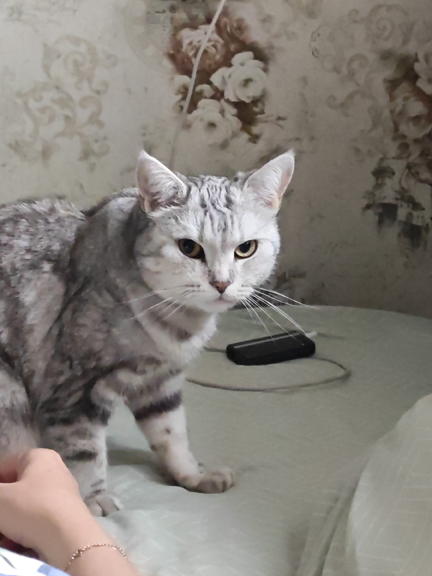 A medium shot captures a grey tabby cat with striking yellow eyes, looking directly at the camera. The cat is positioned on a light-colored, textured surface, likely a bedspread. Its fur has distinct tabby markings, including dark stripes on its legs and tail. To the right of the cat, a black electronic device, possibly a phone, is resting on the surface, connected to a circular cord. In the lower left corner, a human hand with a delicate bracelet is visible, reaching towards the cat, suggesting an interaction or pet. The background features a wall with a floral wallpaper pattern in muted tones. The overall lighting is soft, indicating an indoor setting. The image does not provide any information related to the city of Tolyatti, Russia.